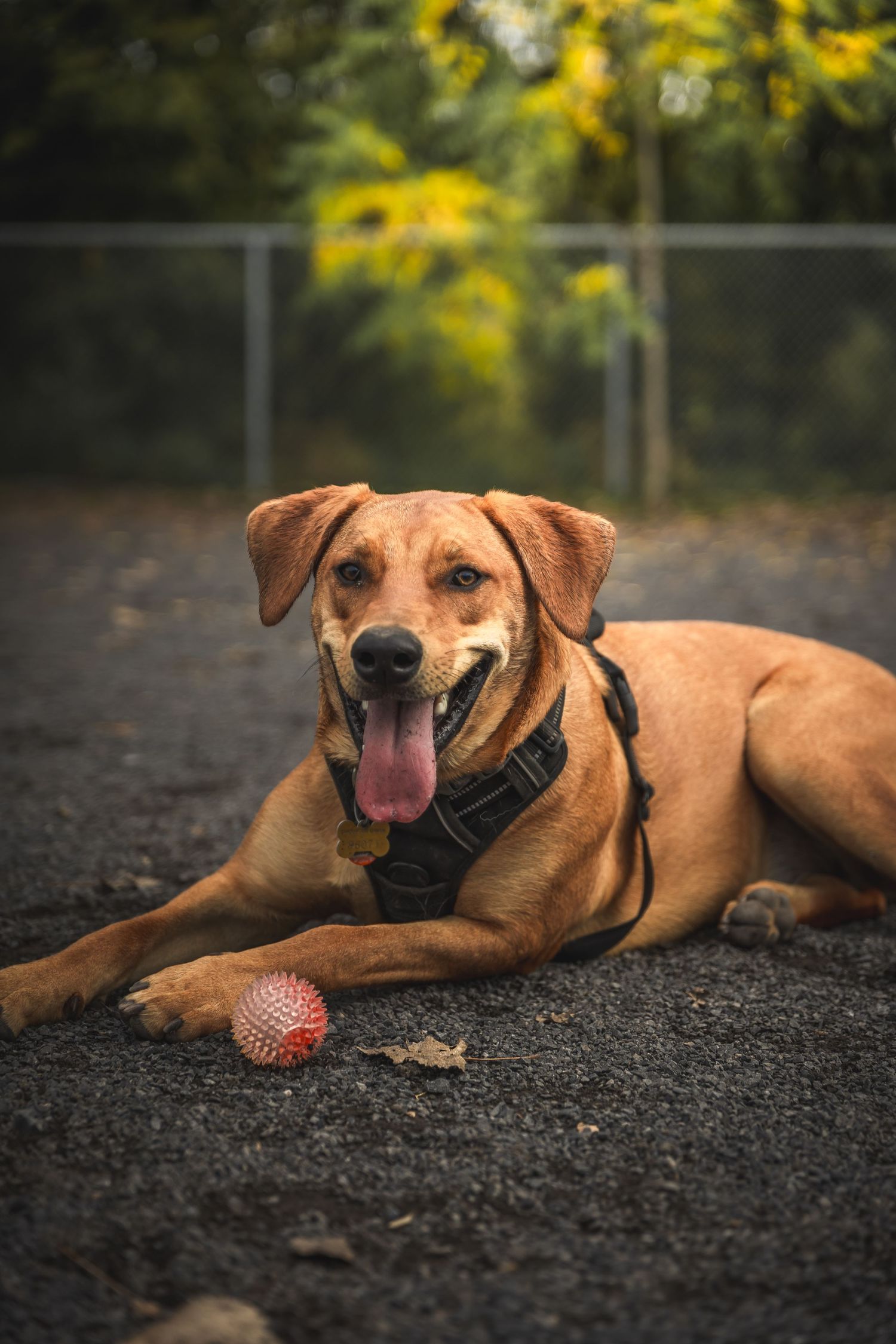 Brown dog relaxing on ground with red ball toy and yellow flowers in background.