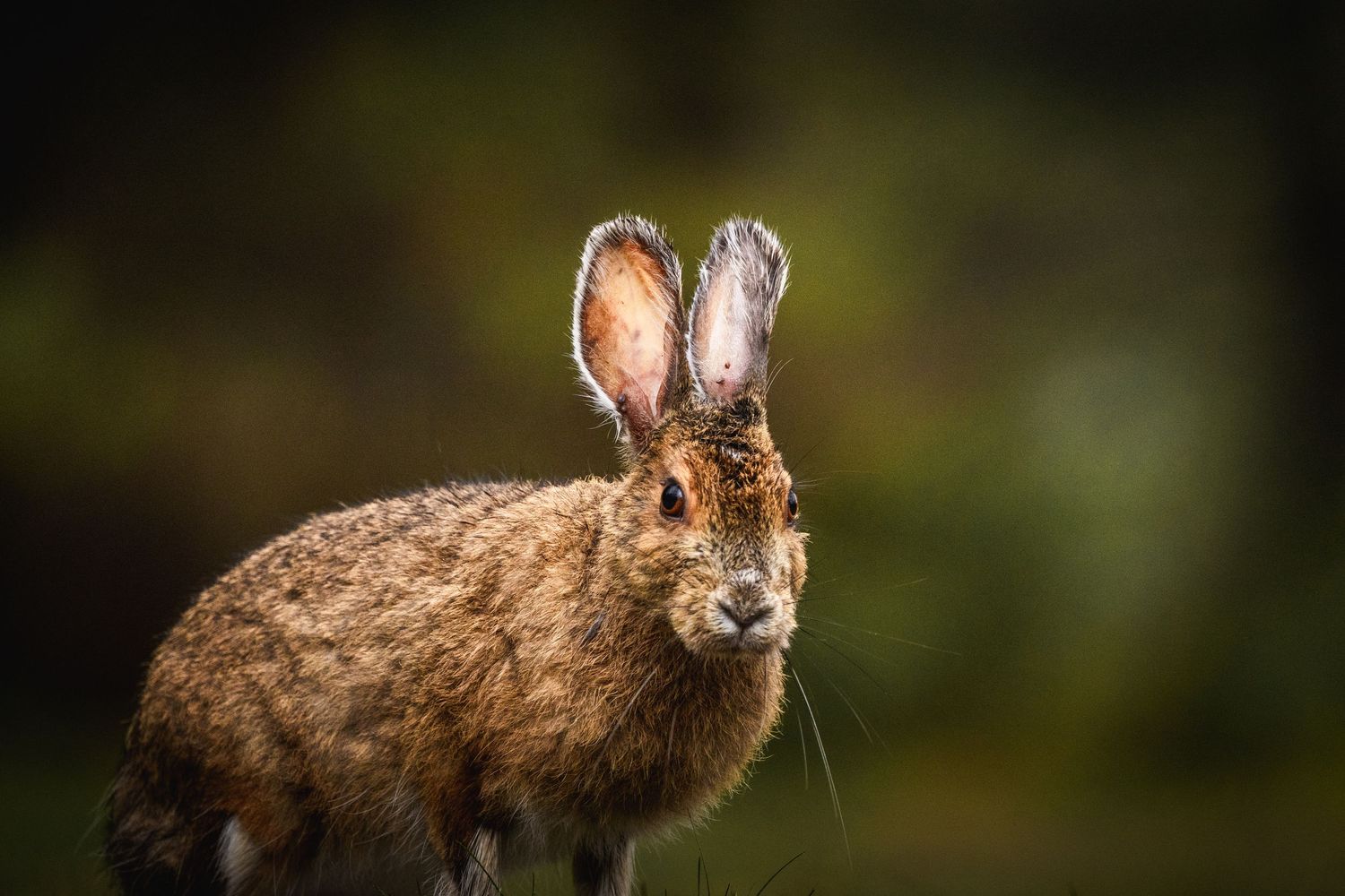 Wild hare with brown fur sitting alert in dark atmospheric lighting.