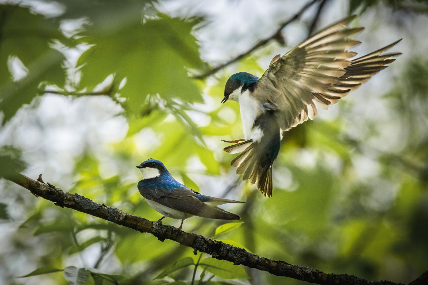 Small blue birds perched on tree branches in a lush green forest setting.