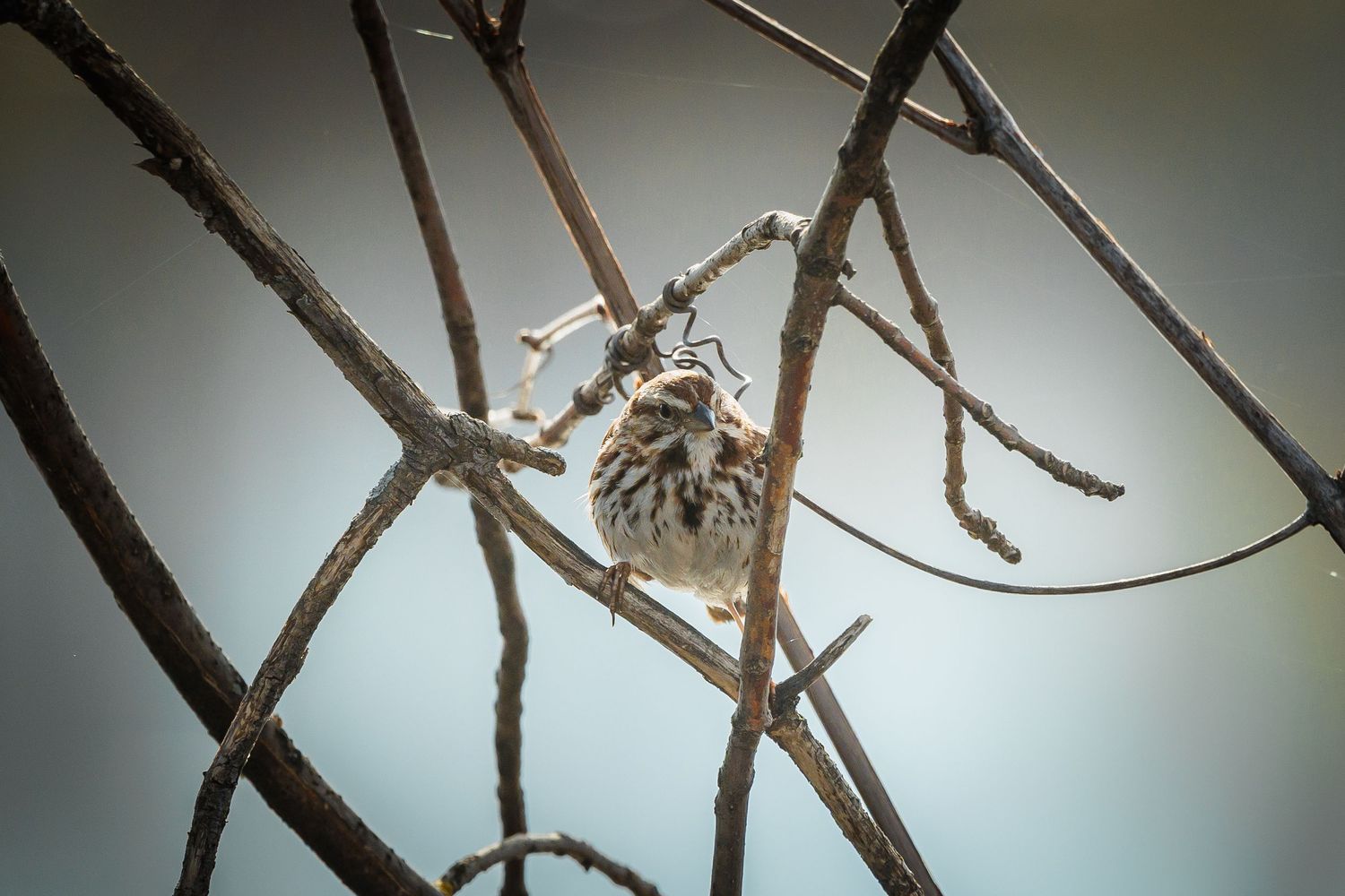 Bird silhouettes visible through intertwining bare winter branches.
