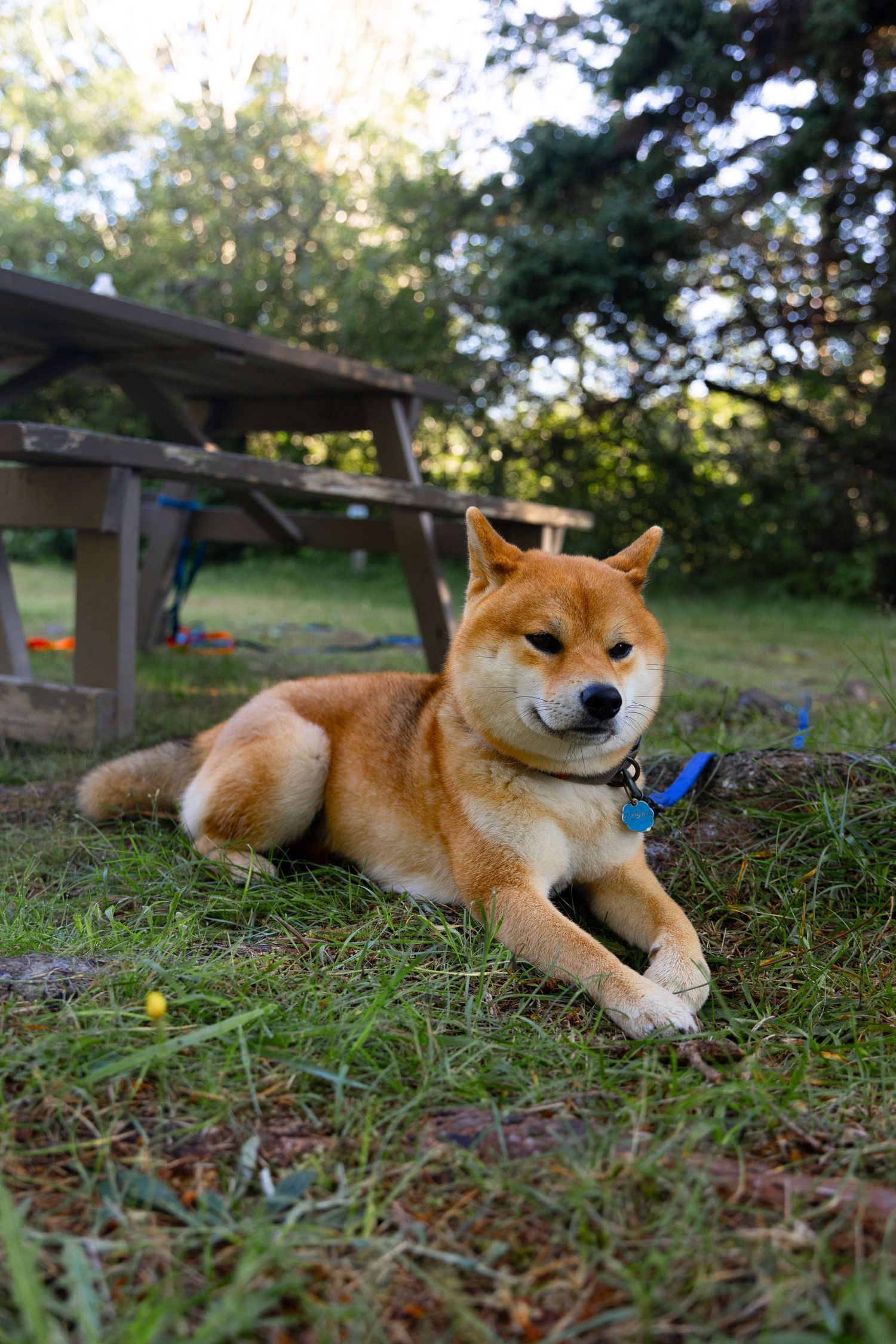 A fluffy Shiba Inu dog with golden fur rests on green grass in a backyard, wearing a blue collar.