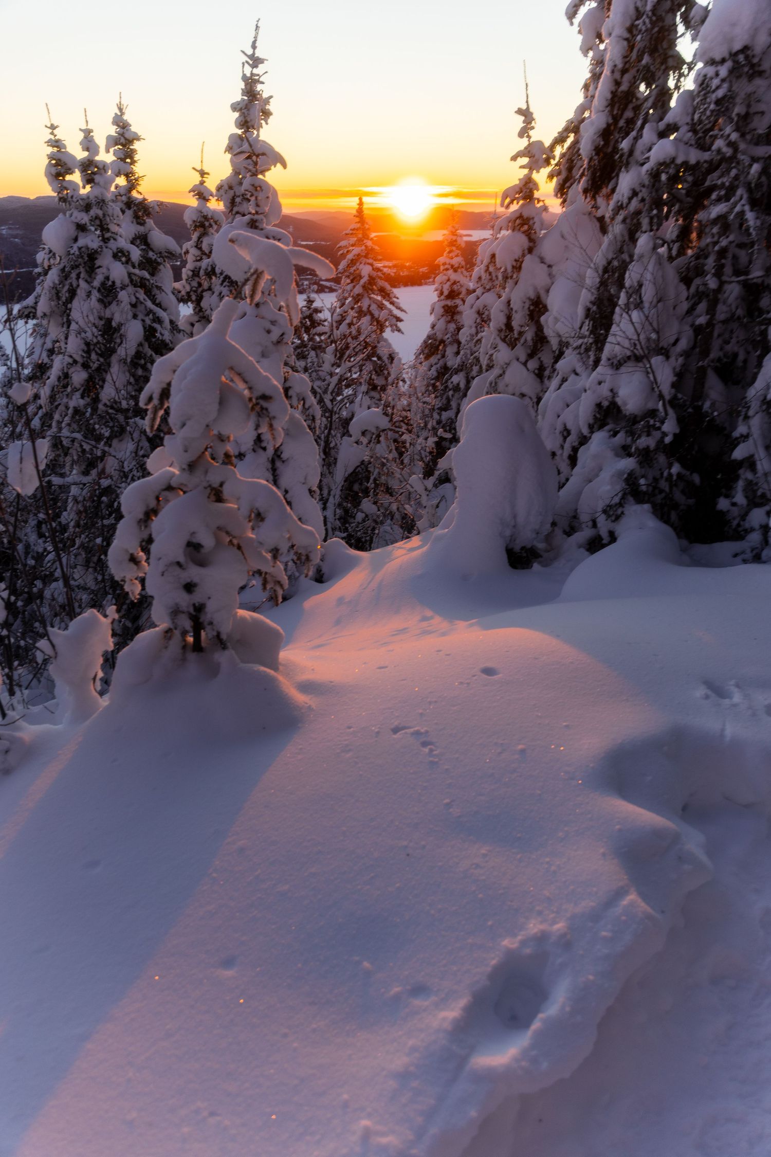 Snow-blanketed evergreens stand sentinel as sun sets over mountainous winter landscape.