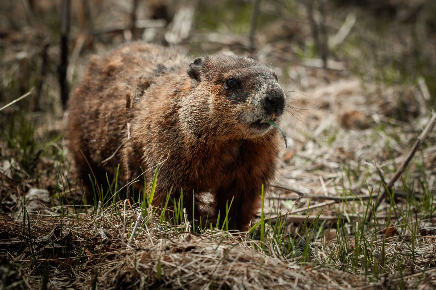 Groundhog foraging in dry grass and leaves during early spring.