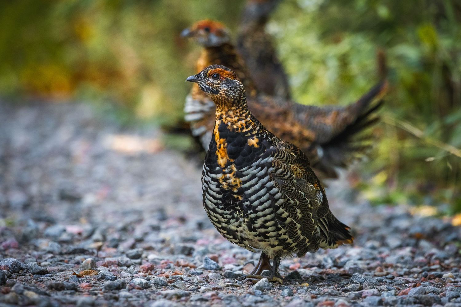Spotted grouse foraging on forest ground covered with fallen leaves.