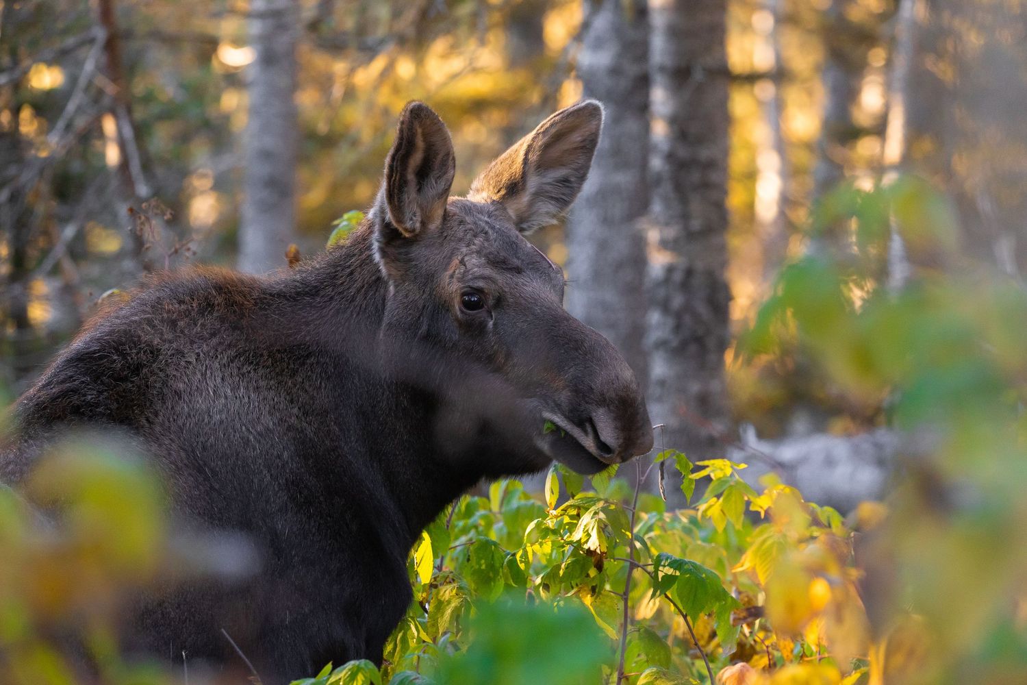 Moose foraging among birch trees with golden autumn colors.
