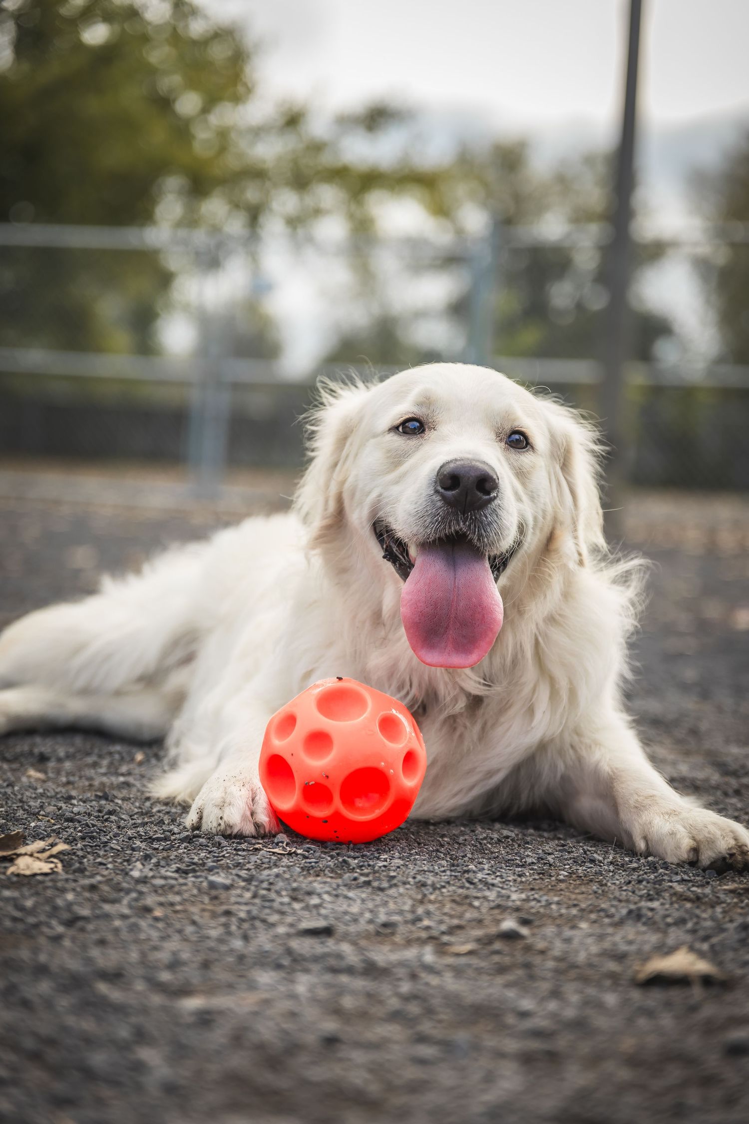 White dog lying down playing with orange ball toy on gravel surface.