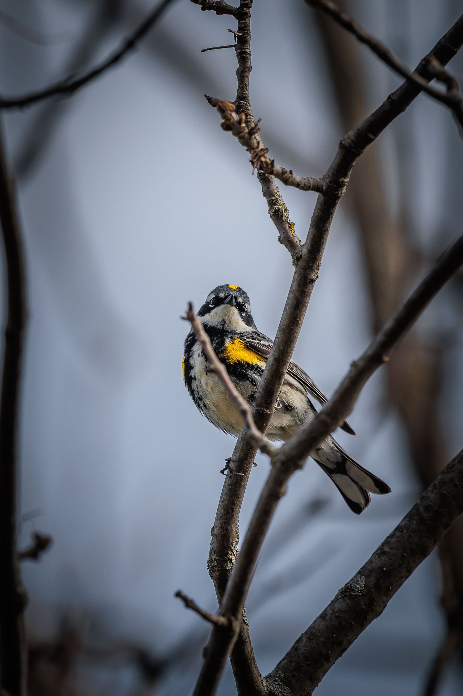 Yellow-breasted warbler hops between bare tree branches in winter.