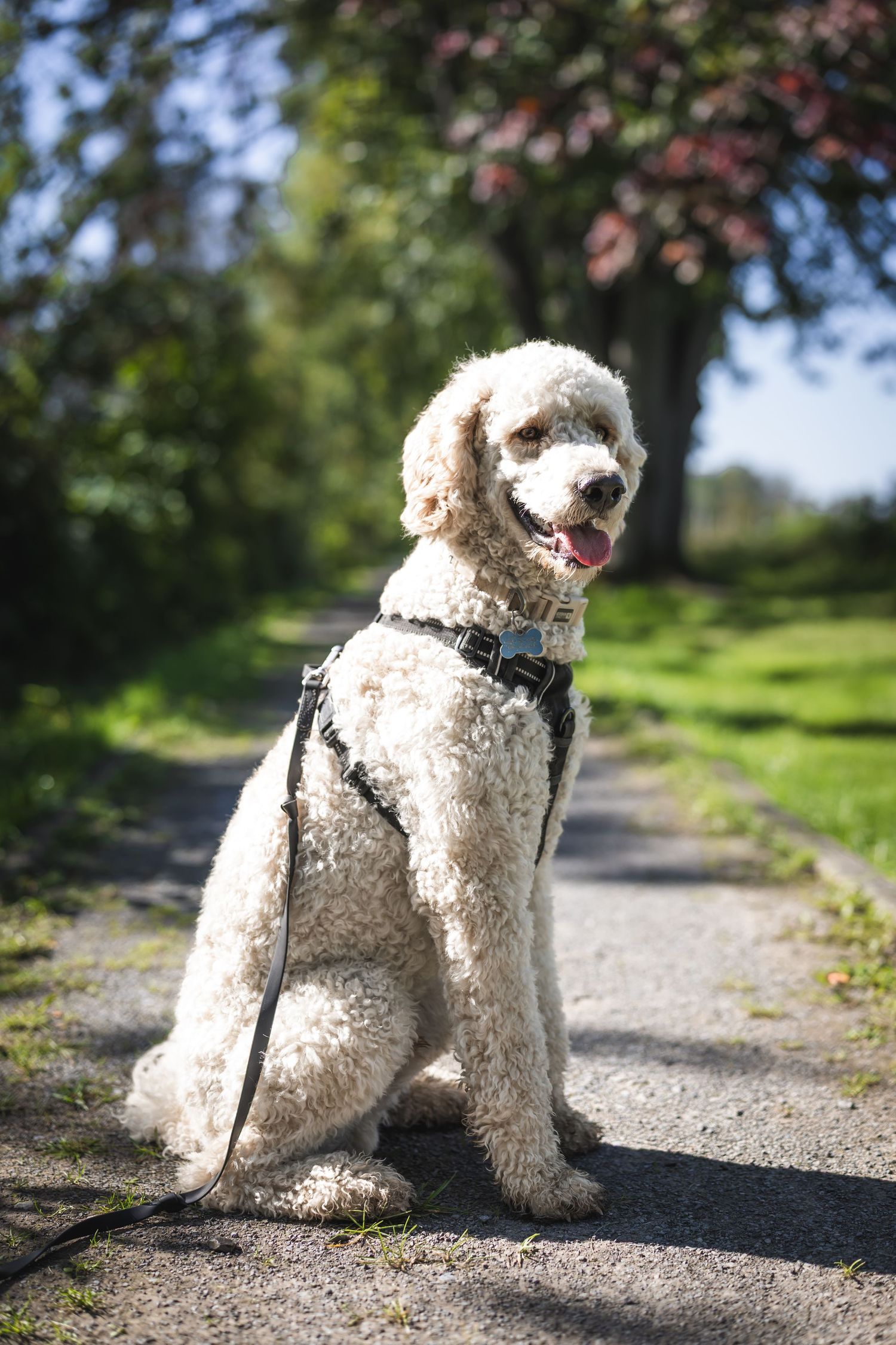 White fluffy Labradoodle sitting on a park path wearing a black harness and leash on a sunny day.