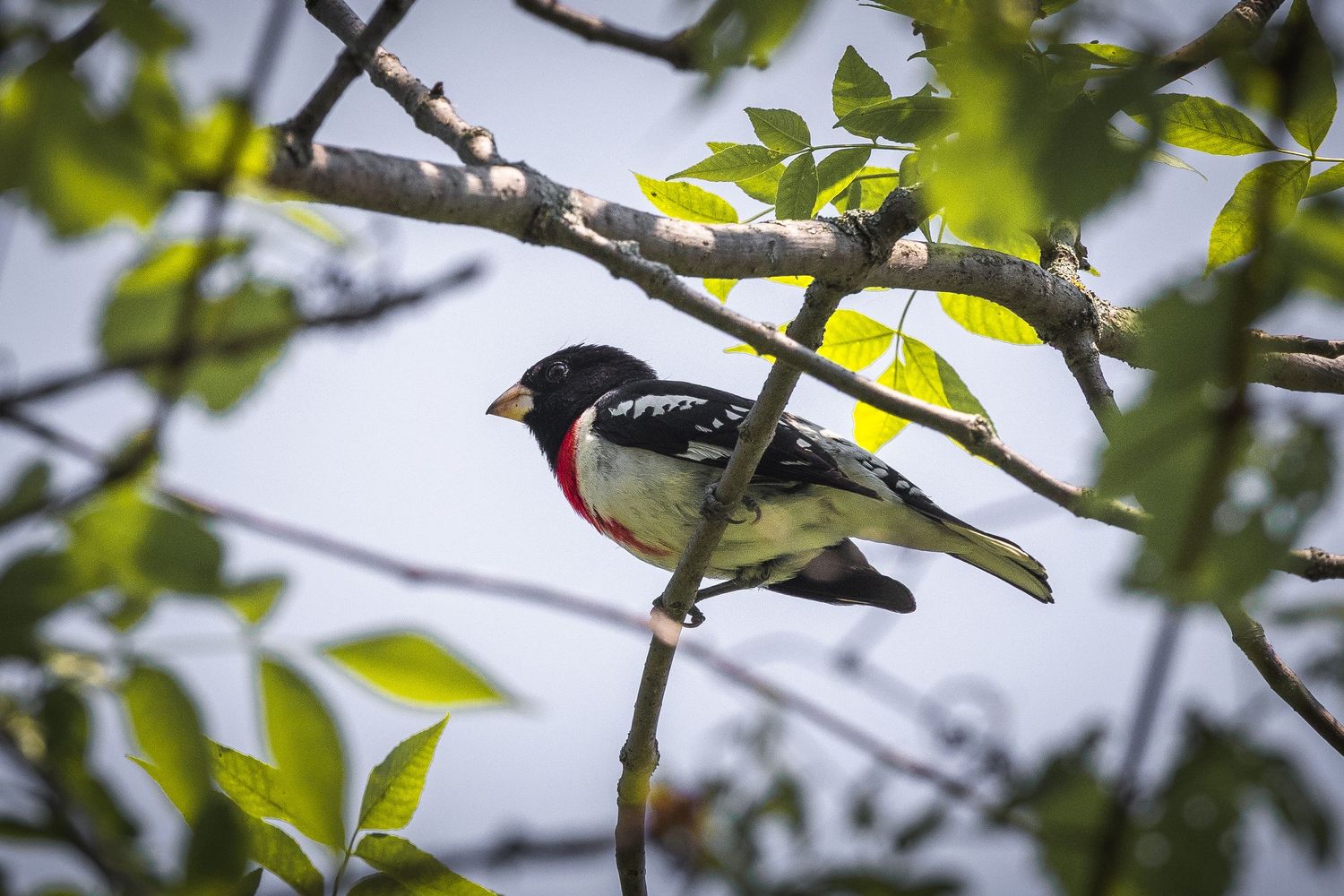 Bird sitting on a thin branch surrounded by green foliage.