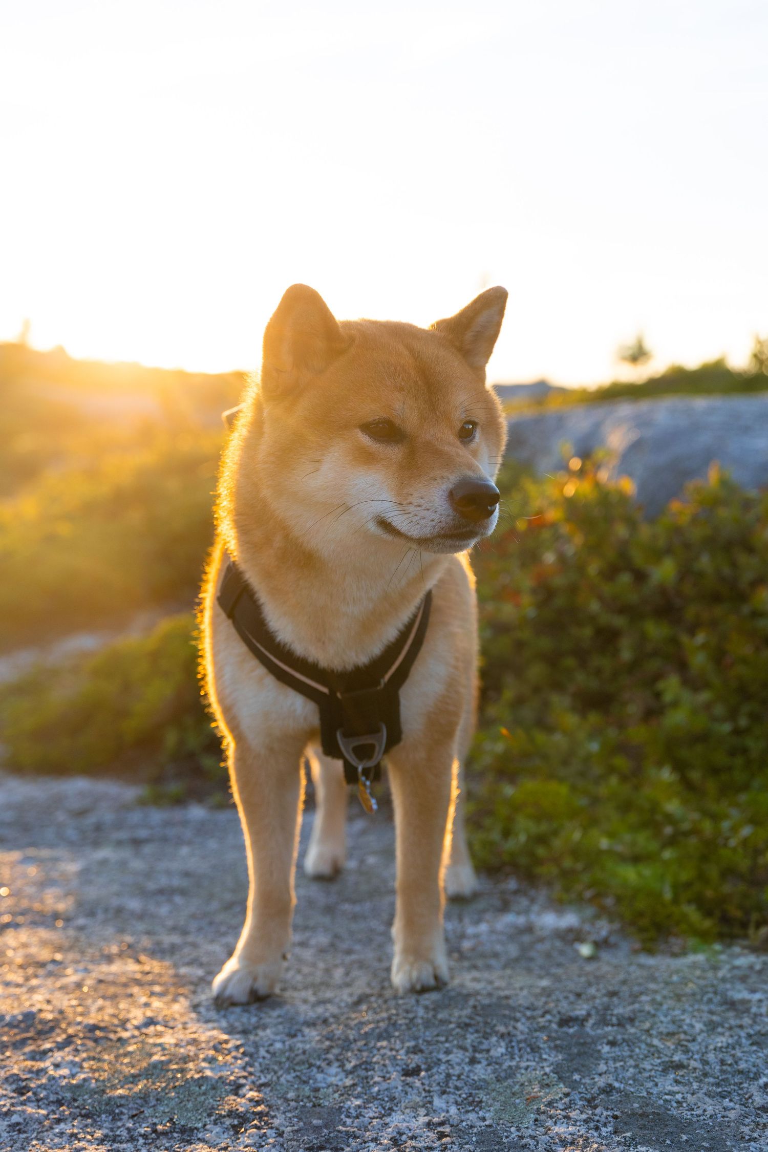 A golden Shiba Inu dog wearing a black harness stands on rocky terrain at sunset with warm glowing light behind it.