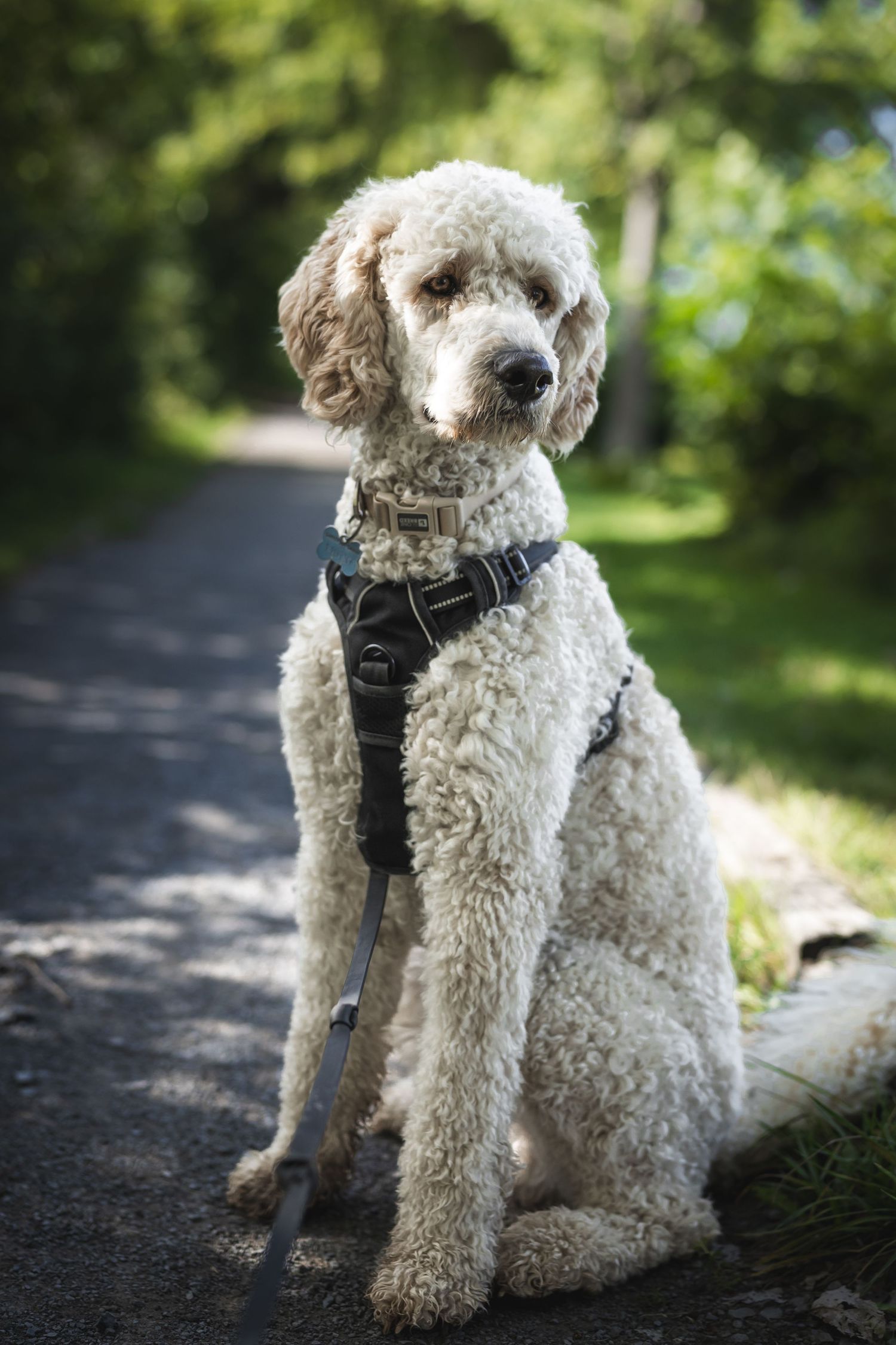 A fluffy white poodle wearing a black harness sits on a shaded garden path surrounded by green trees.