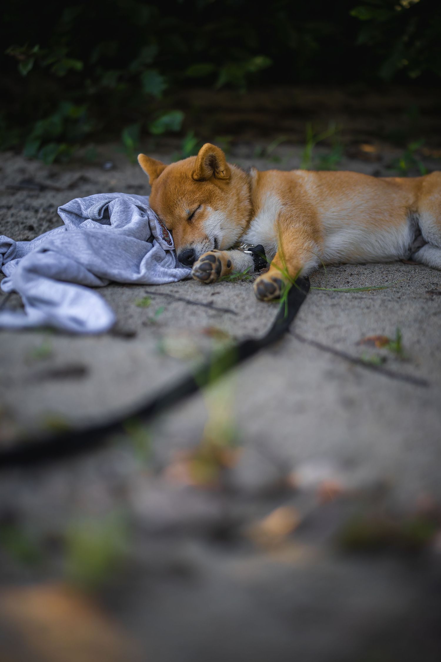 Tired Shiba Inu dog resting on ground next to light colored fabric.