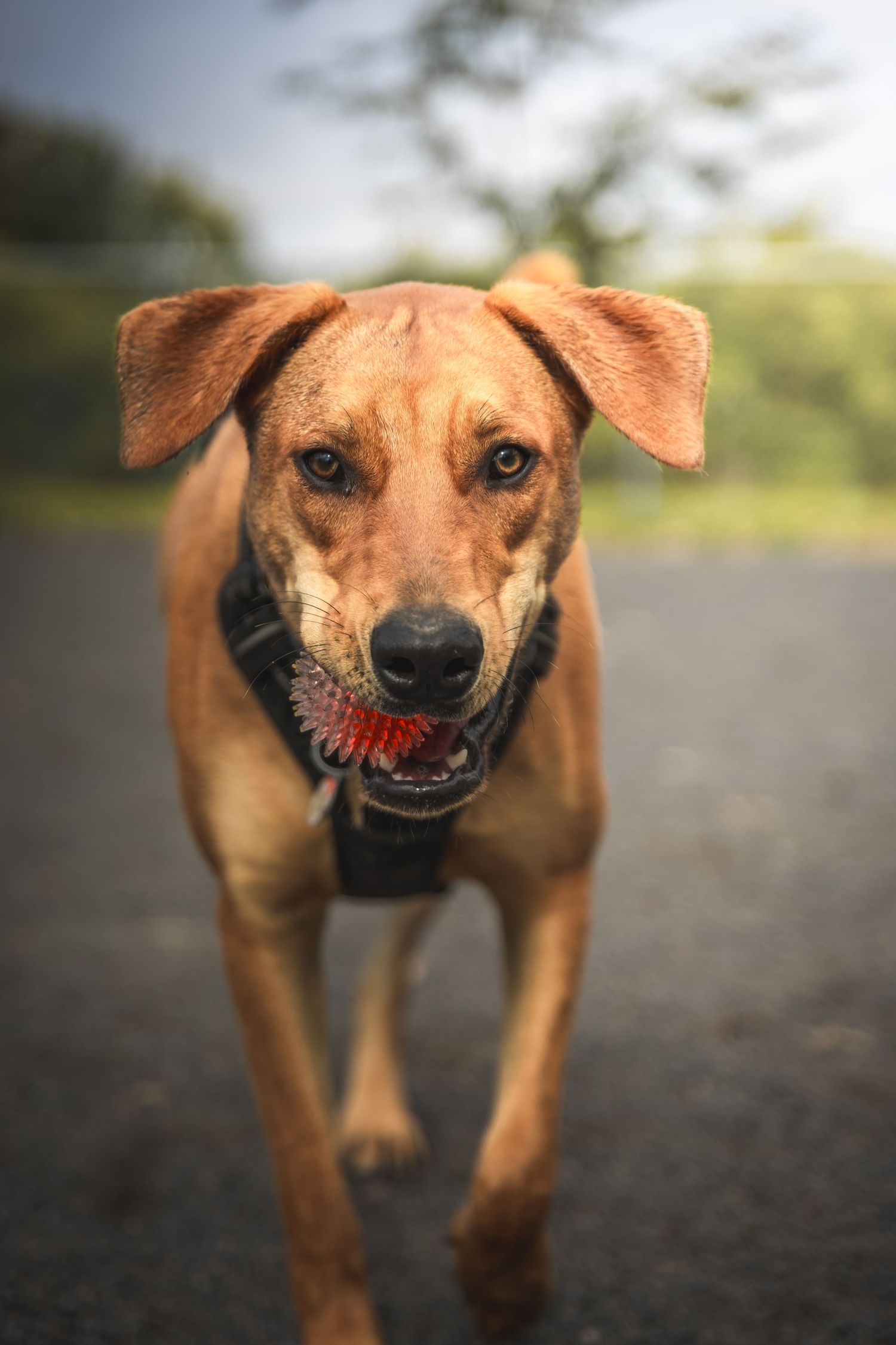 Brown mixed breed dog approaching camera with playful expression.