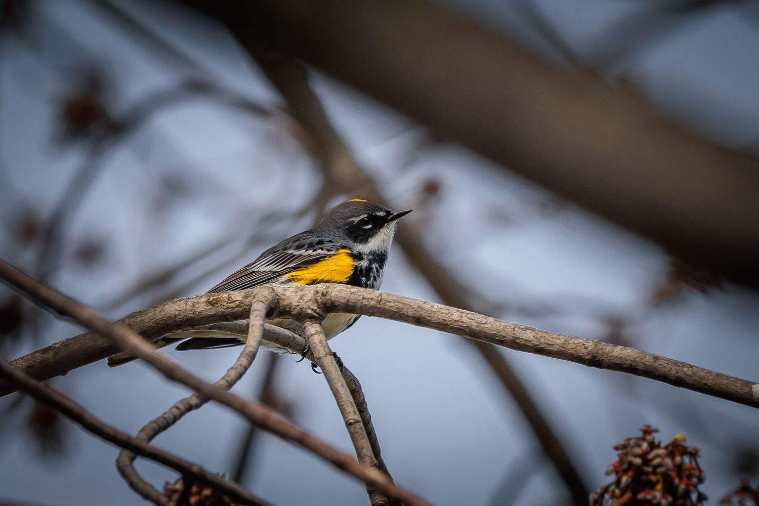 Small songbird with yellow markings perches on a winter branch with dried berries.