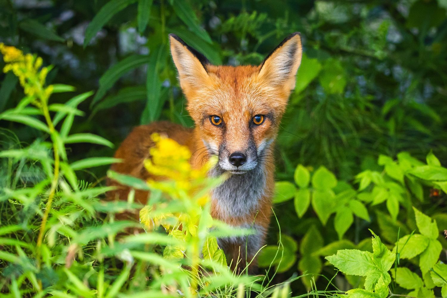 Red fox peering through lush green foliage and yellow wildflowers.