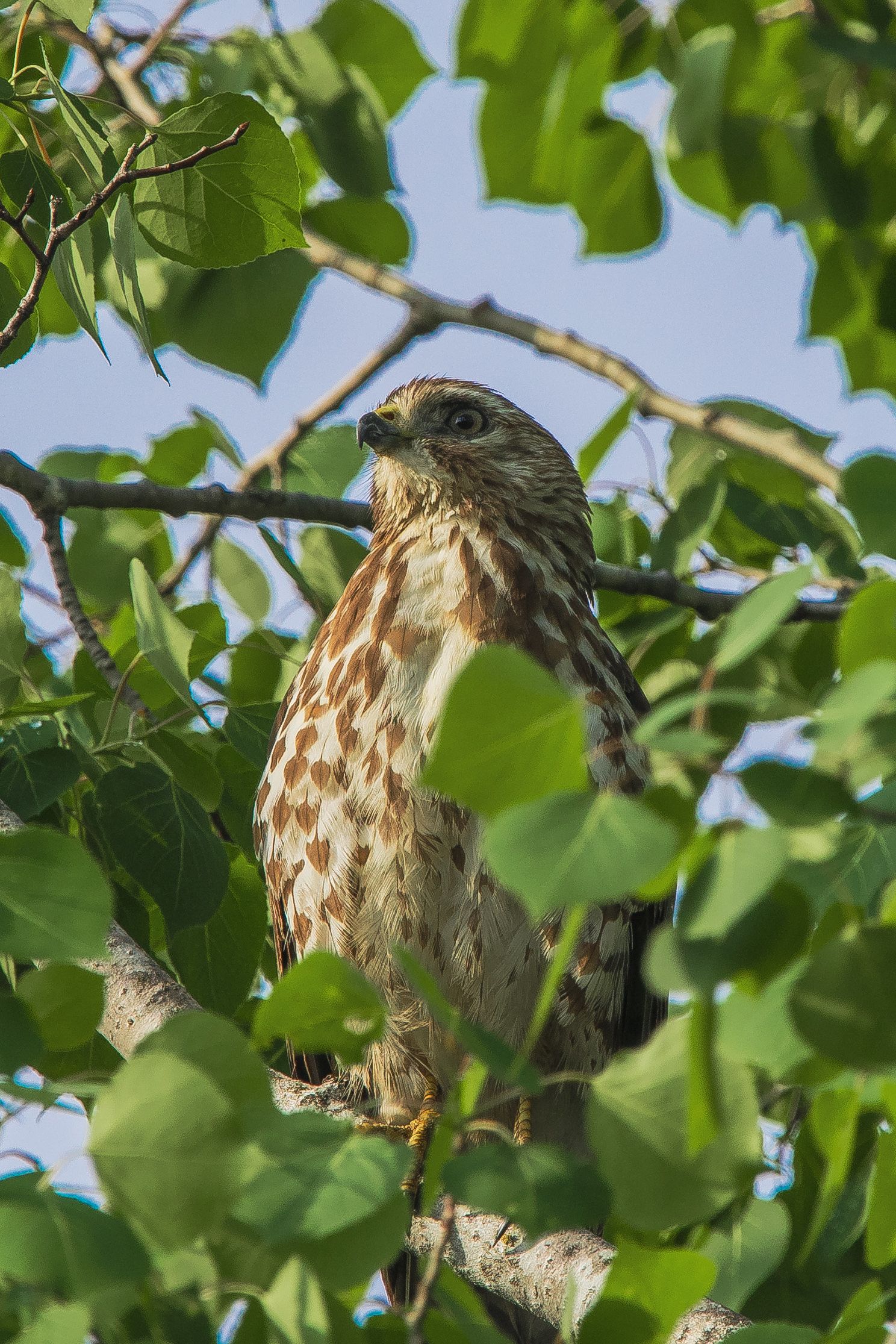Spotted thrush perched among bright green leaves in natural habitat.
