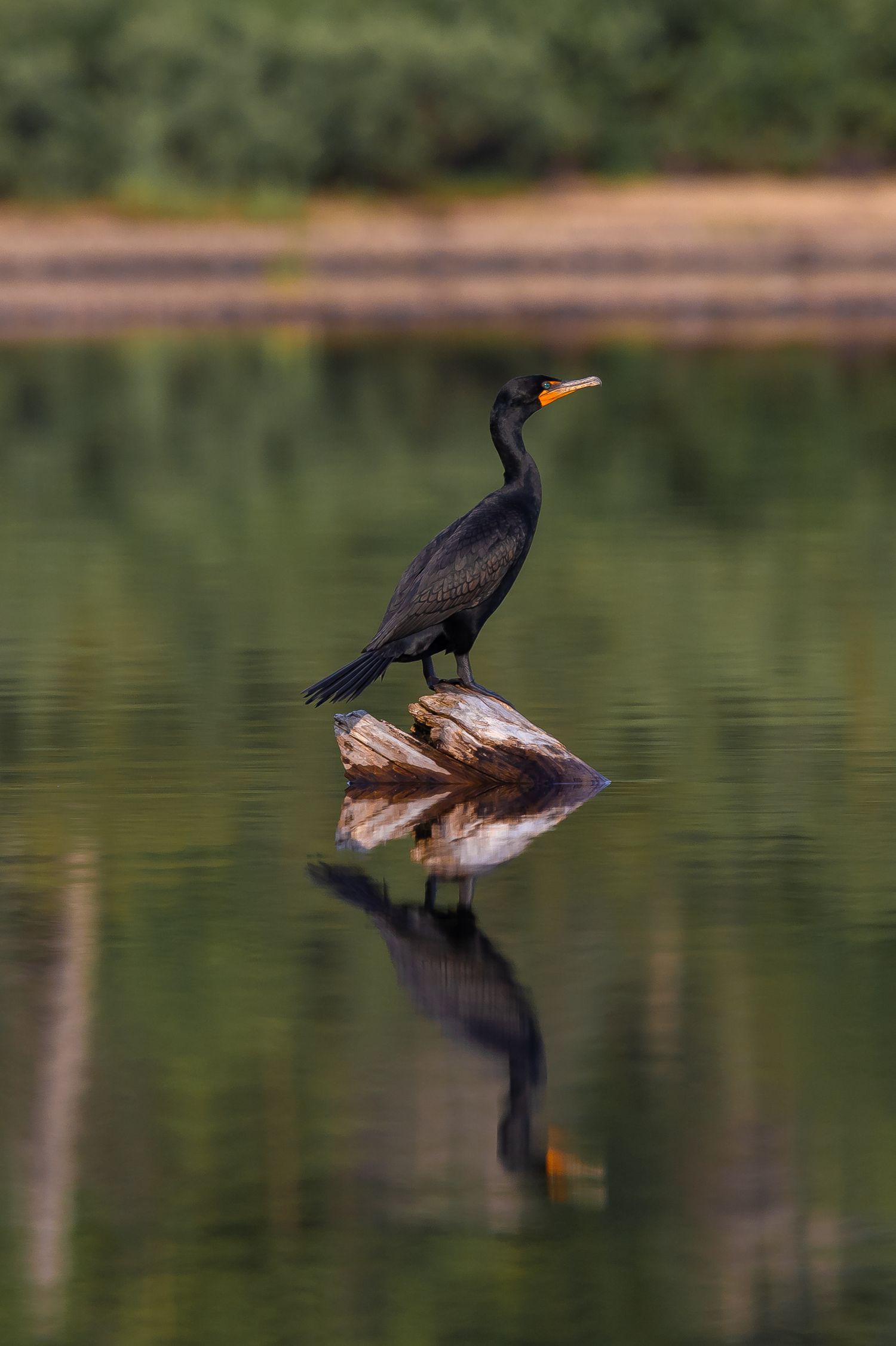 Cormorant standing on a rock in calm lake water with perfect reflection.