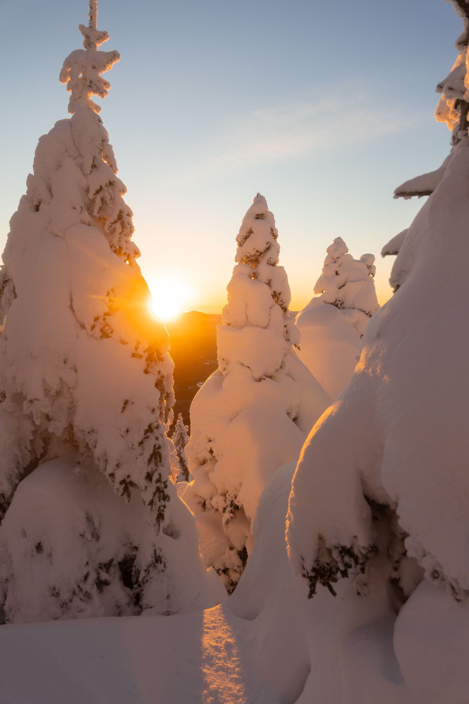 Sunlight streaming through snow-covered trees creating dramatic winter silhouettes.