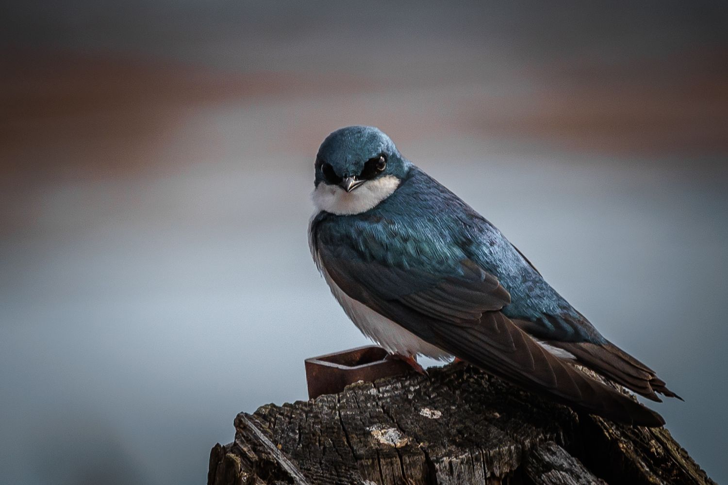 Tree swallow perches on wooden structure with dark feathers gleaming in natural light.