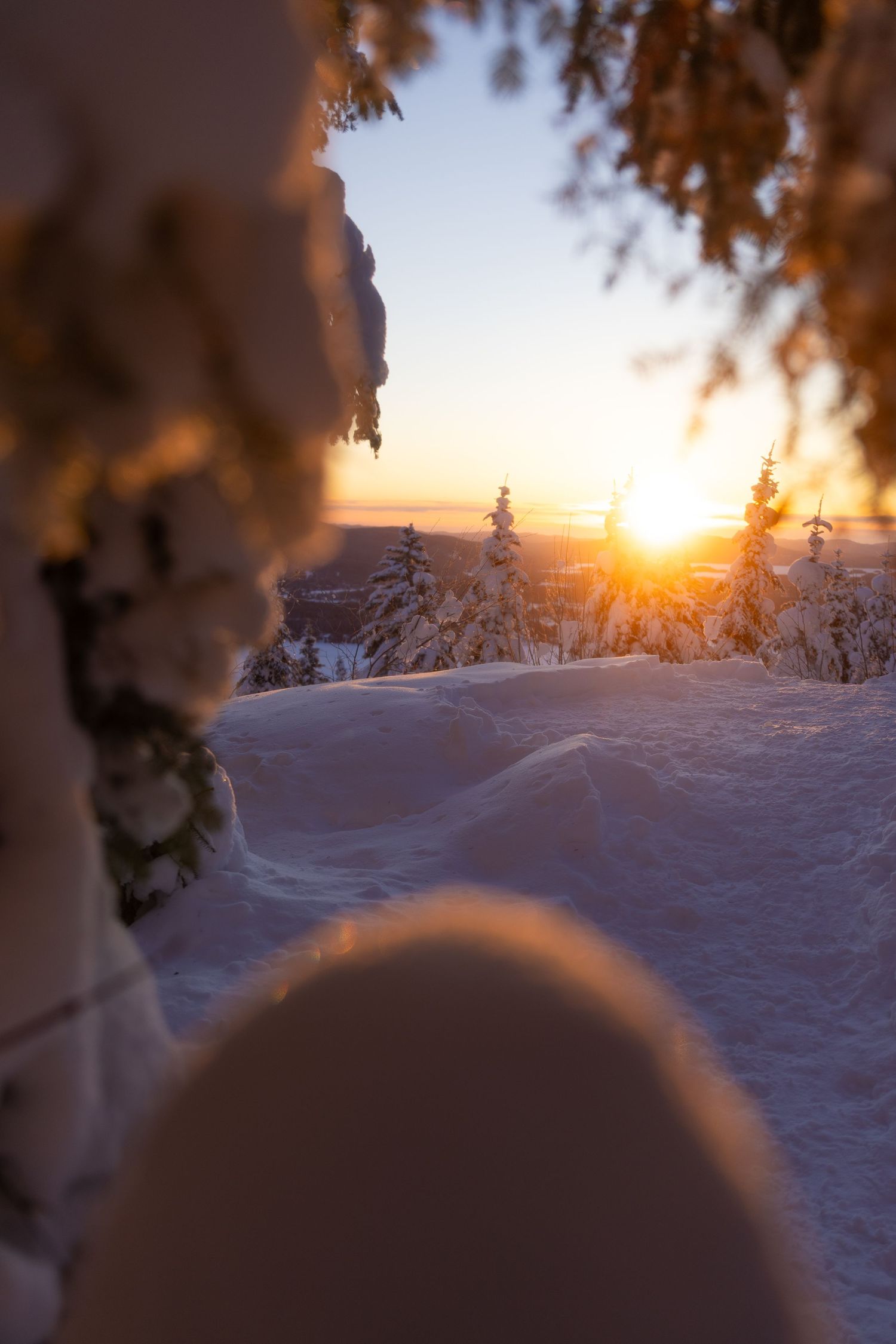 Sunset glows through snow-covered pine branches overlooking snowy mountain terrain.