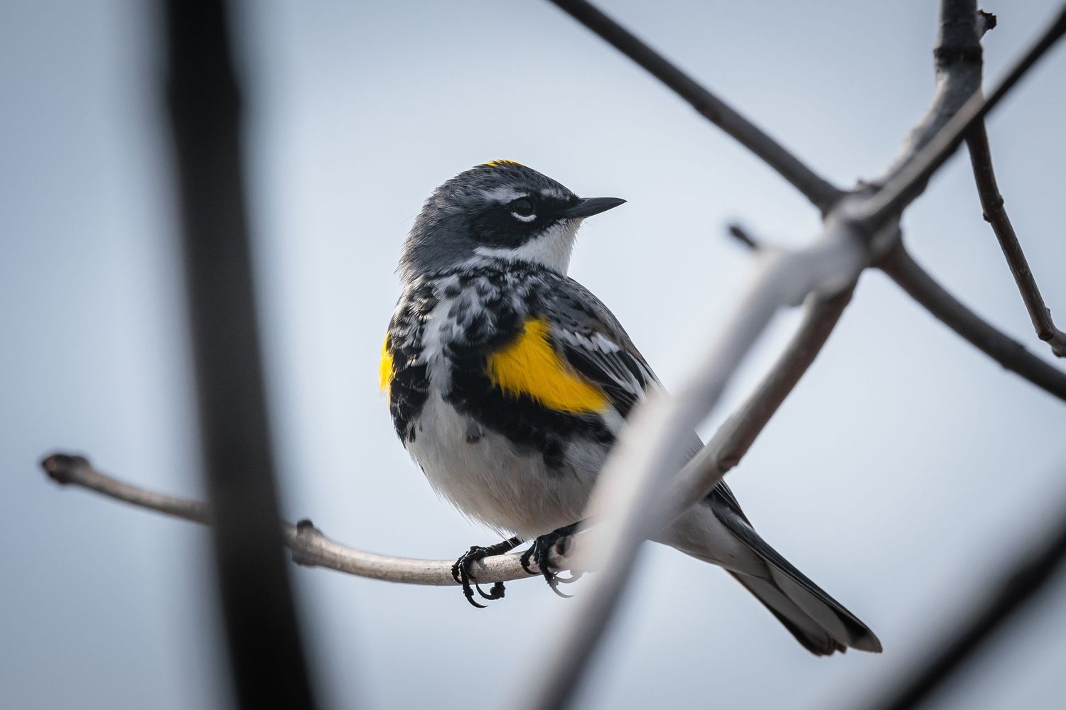 Small birds perch on bare winter branches against a soft blue sky.