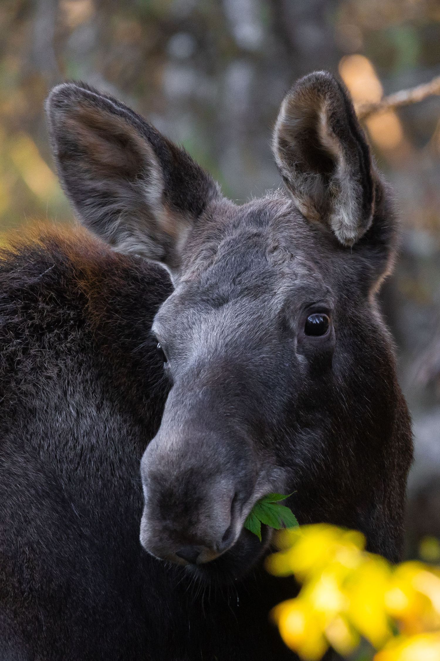 Portrait of moose with yellow autumn foliage in background.