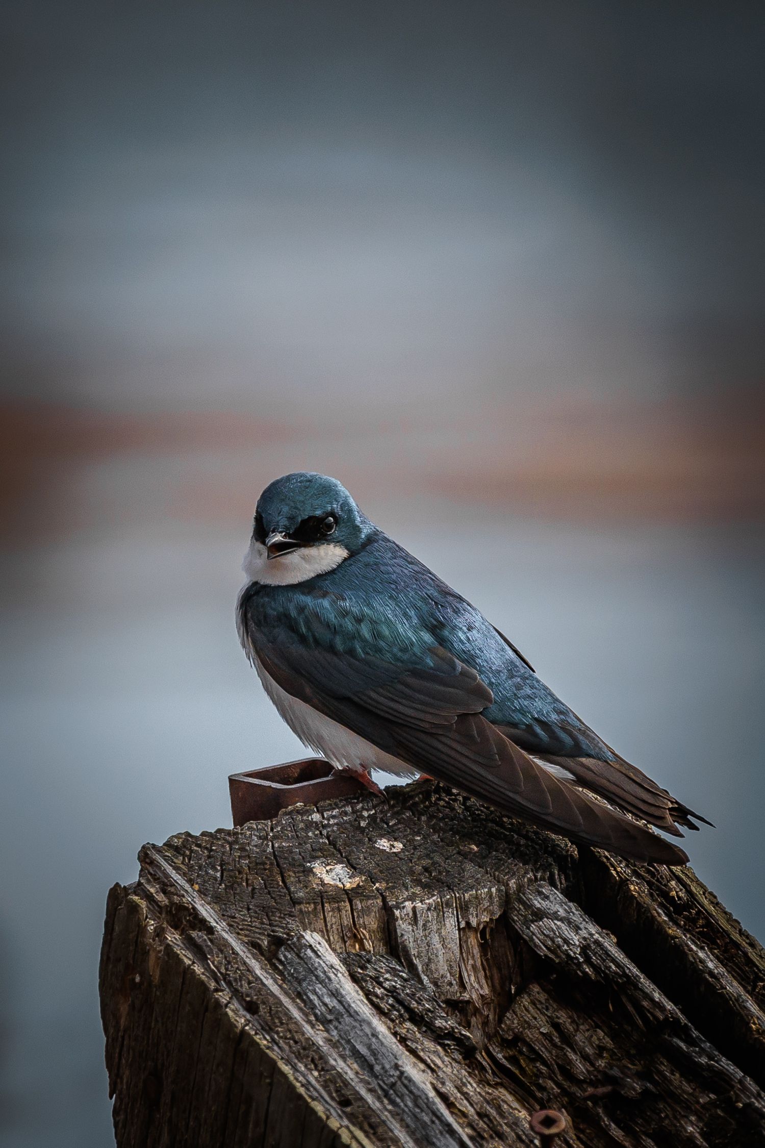 Tree swallow perched on weathered wood against blurred background.