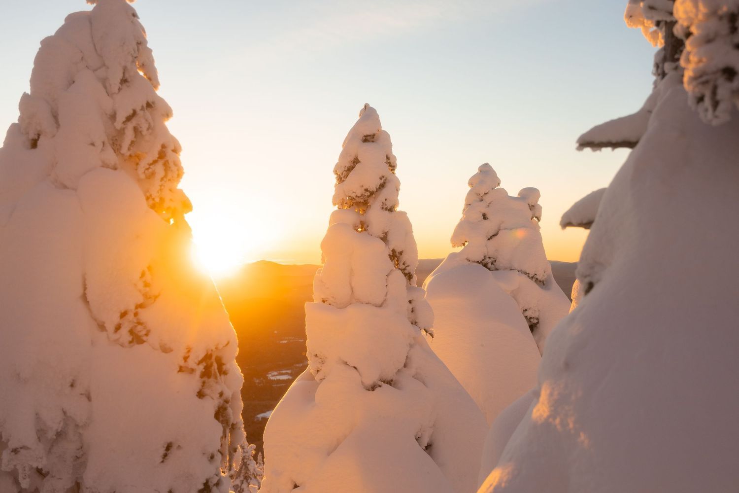 Snow-laden evergreen trees backlit by golden sunlight in a winter mountain setting.