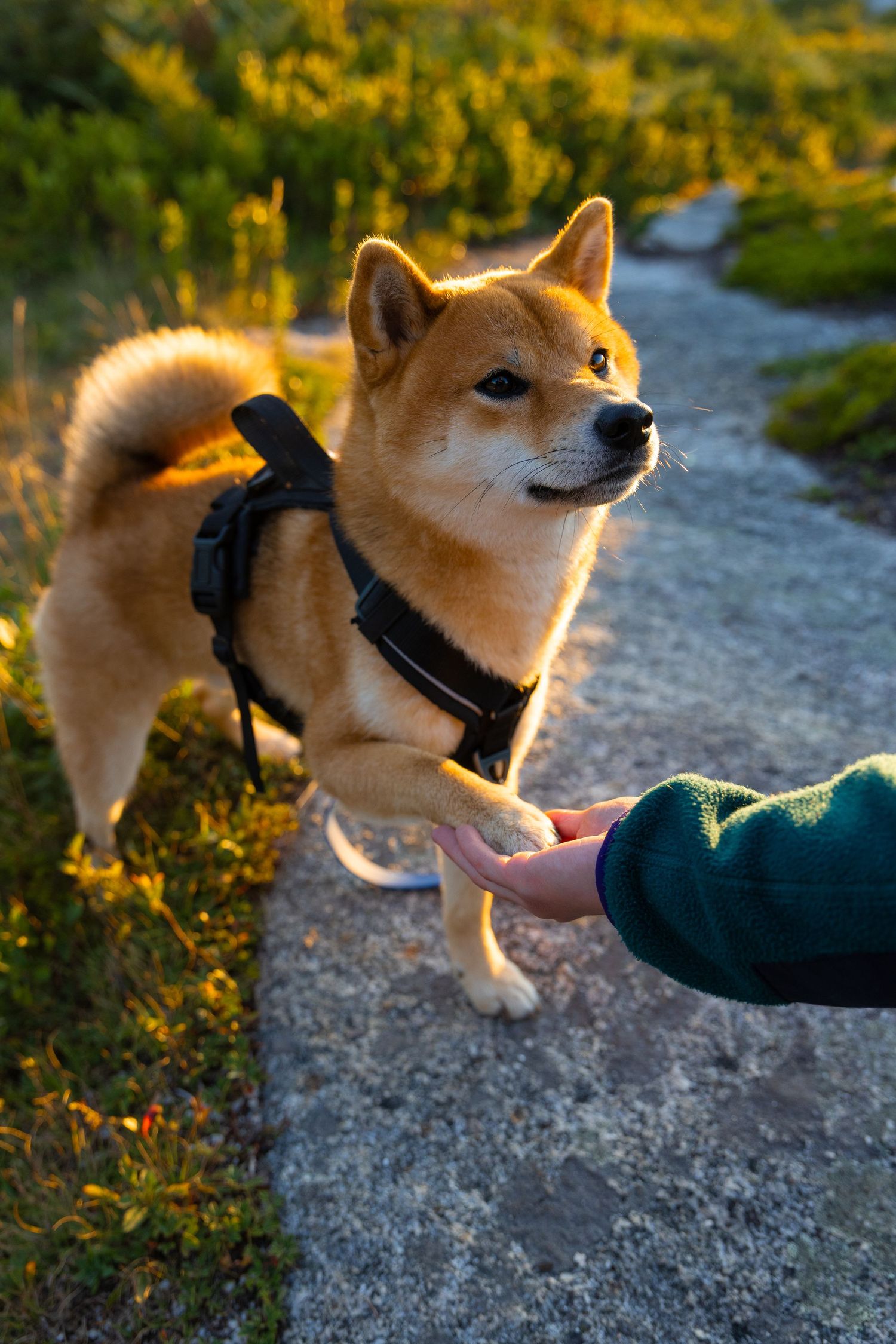 A golden Shiba Inu dog wearing a black harness shakes paws with a person on a scenic outdoor trail at sunset.