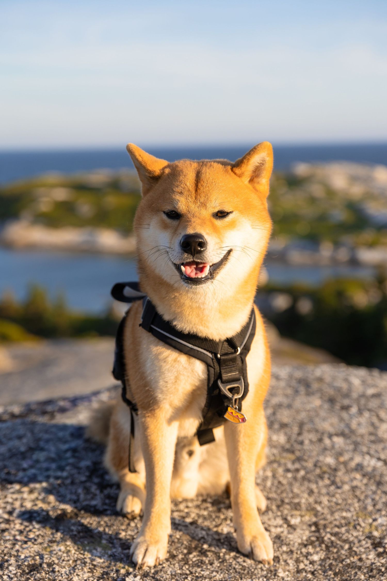 A smiling Shiba Inu dog wearing a black harness sits on a rocky surface with a scenic coastal landscape in the background.
