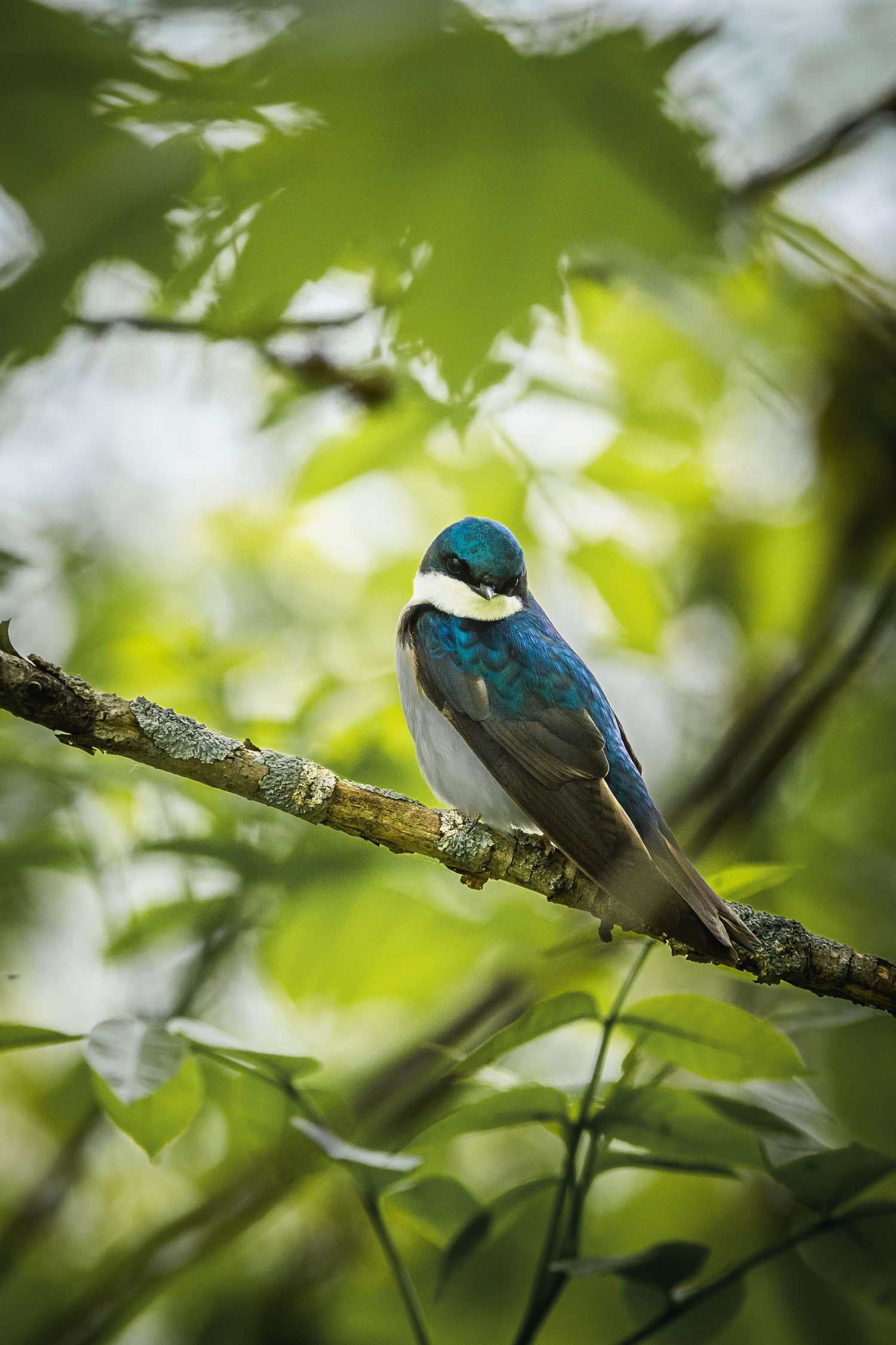 Tree swallow with iridescent blue feathers perched on a branch in soft focus forest setting.