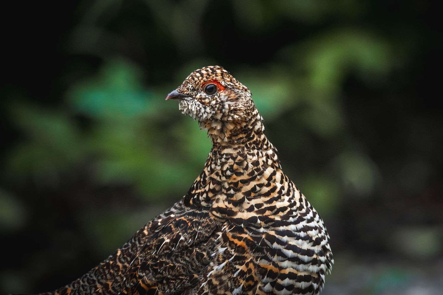 Grouse displaying its speckled plumage against a dark background.