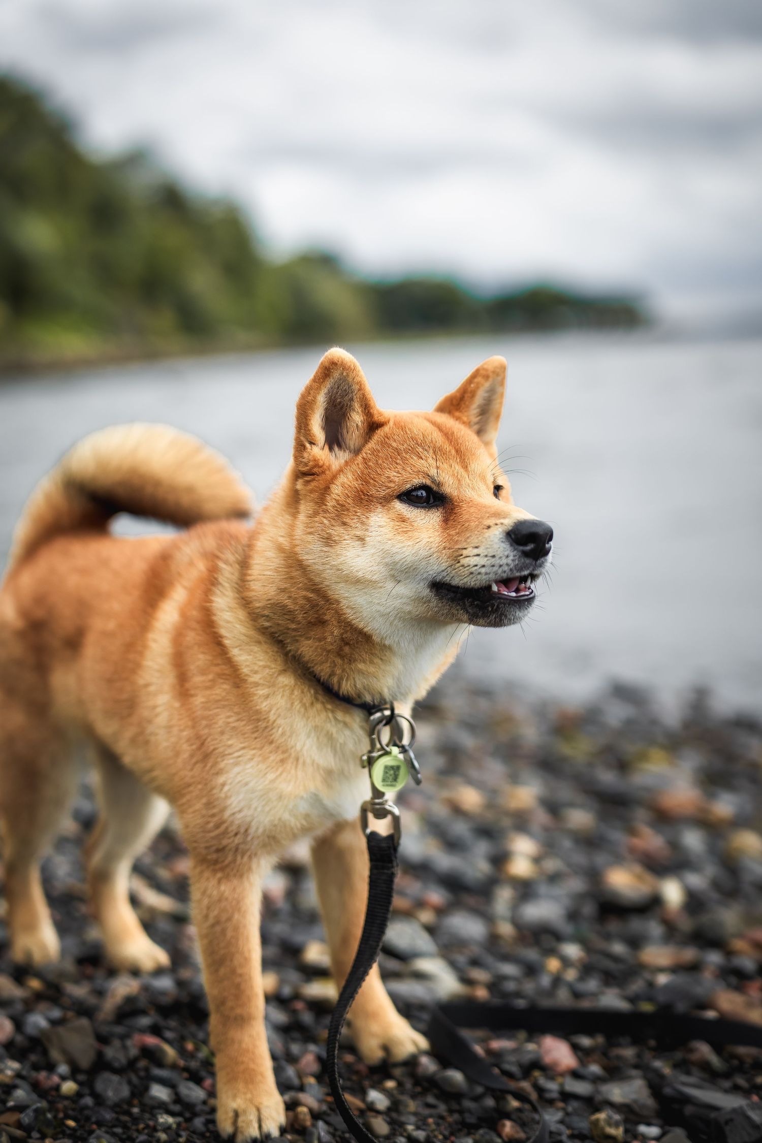 Adorable Shiba Inu puppy explores rocky beach shoreline on leash with playful expression.