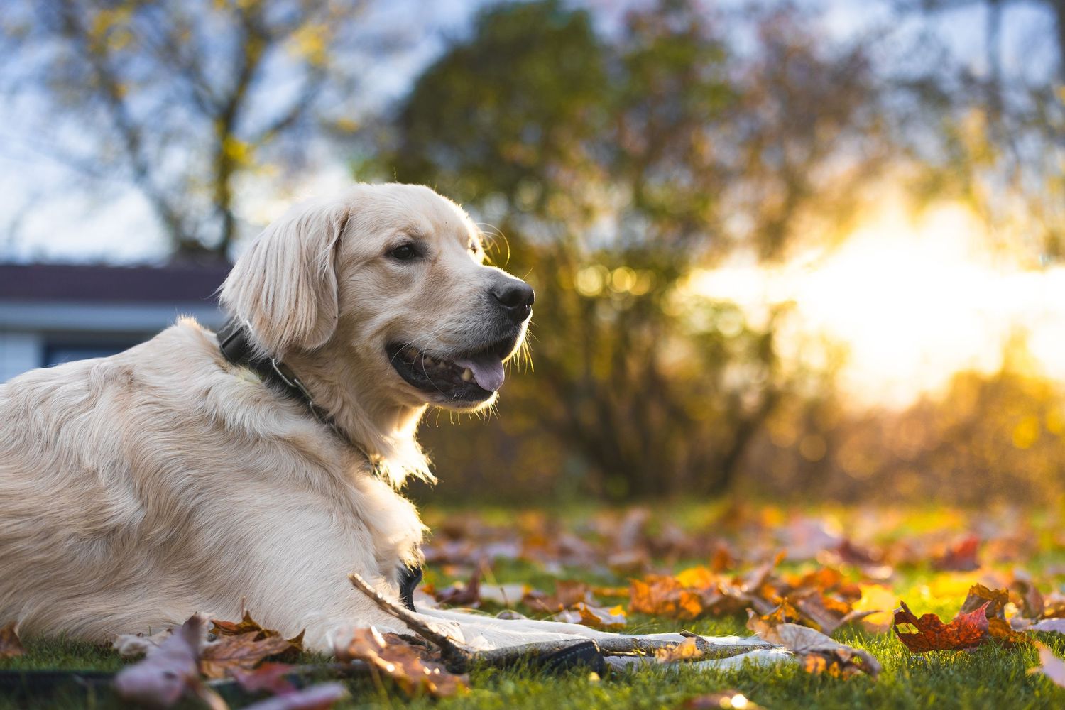 Golden retriever resting on grass with sunset and fall leaves in background.