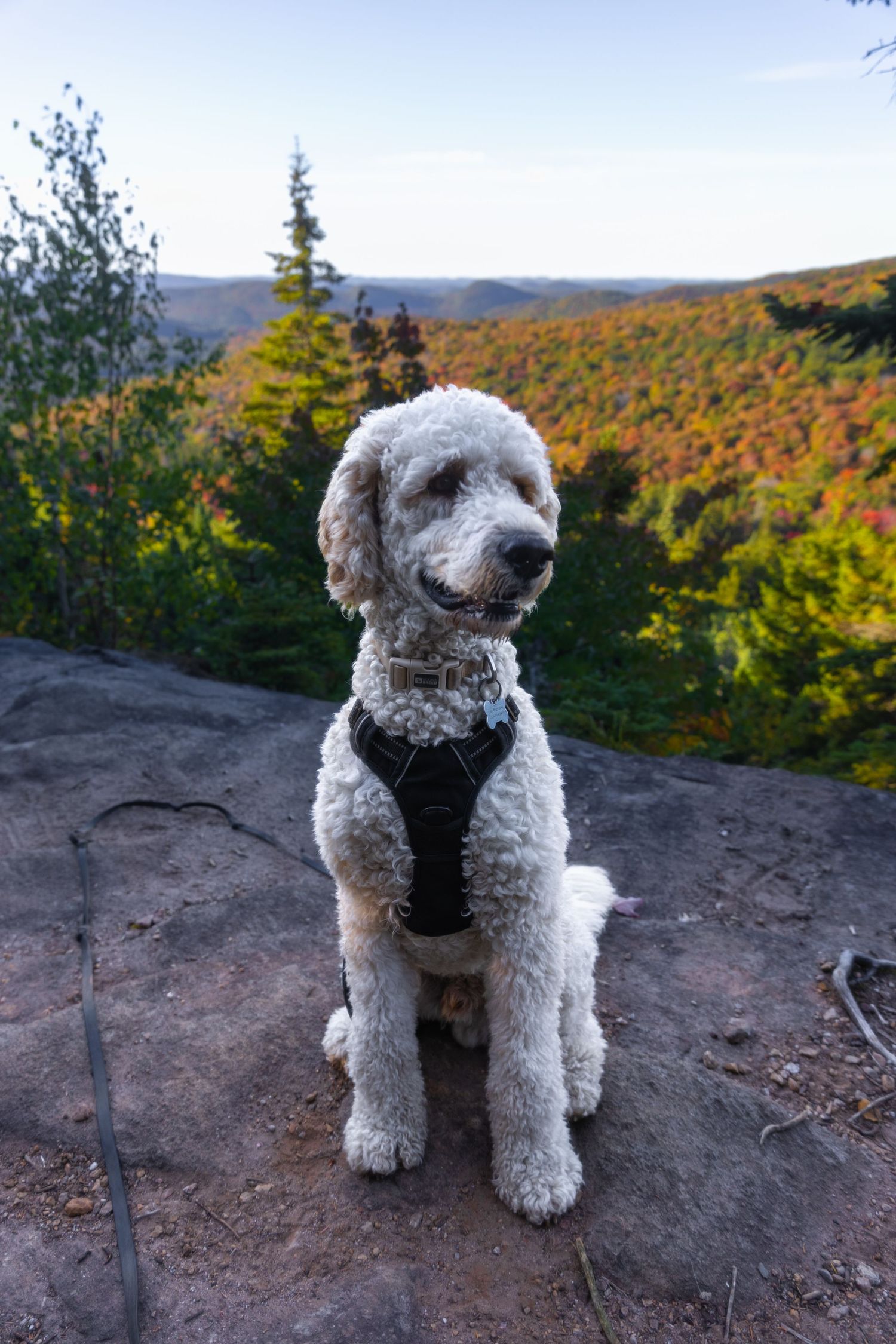 White Goldendoodle dog in black harness sitting on rocky overlook with colorful autumn forest valley behind.