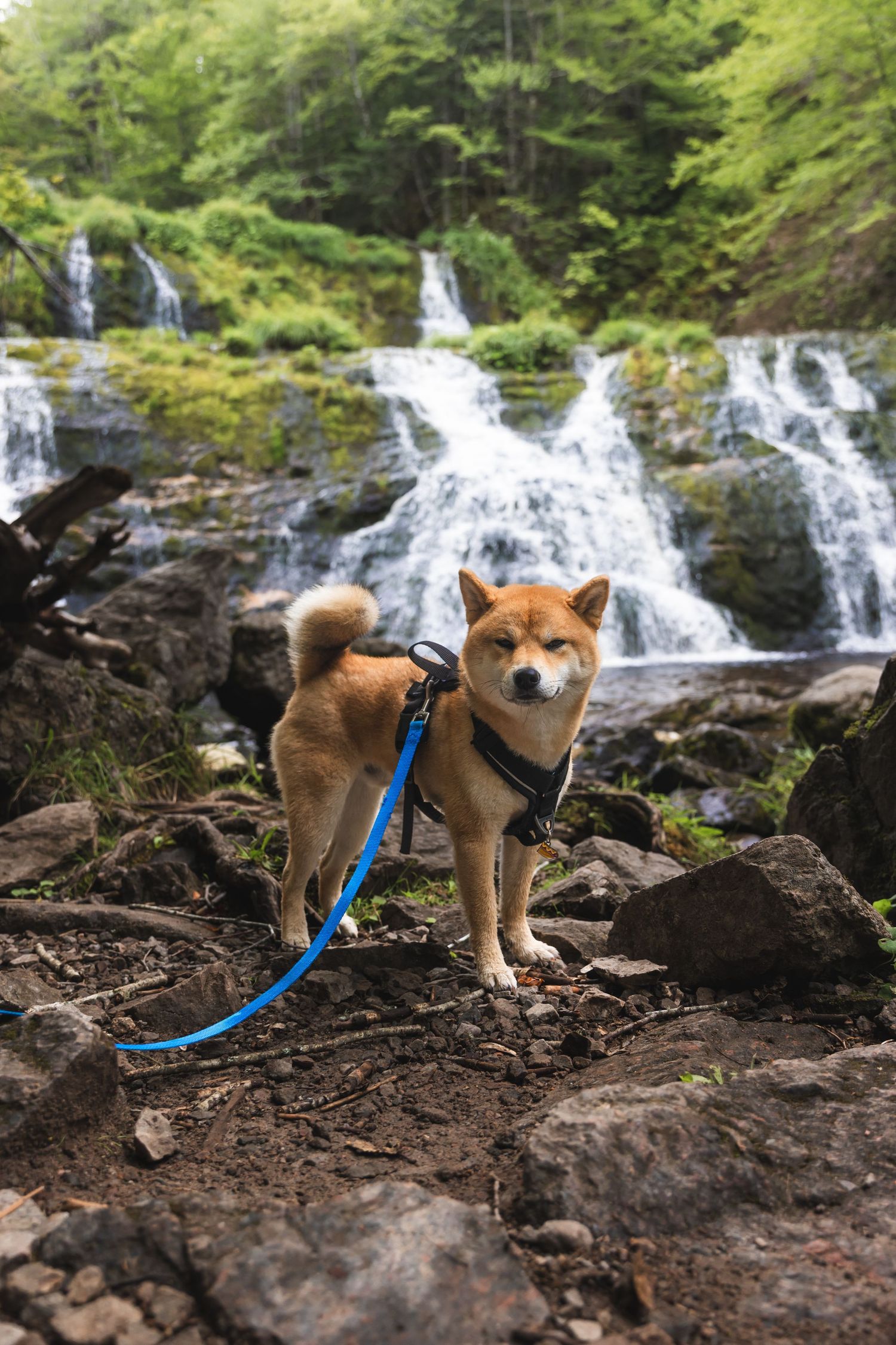 A Shiba Inu dog on a blue leash stands on rocks in front of a cascading waterfall surrounded by lush green forest.