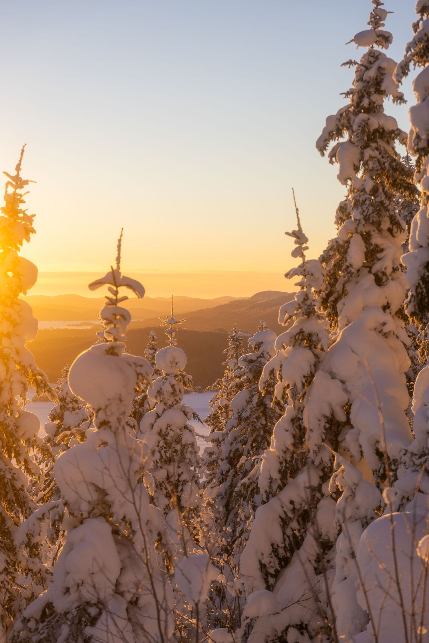 Snow-covered evergreen trees silhouetted against a golden sunset sky in a winter mountain landscape.
