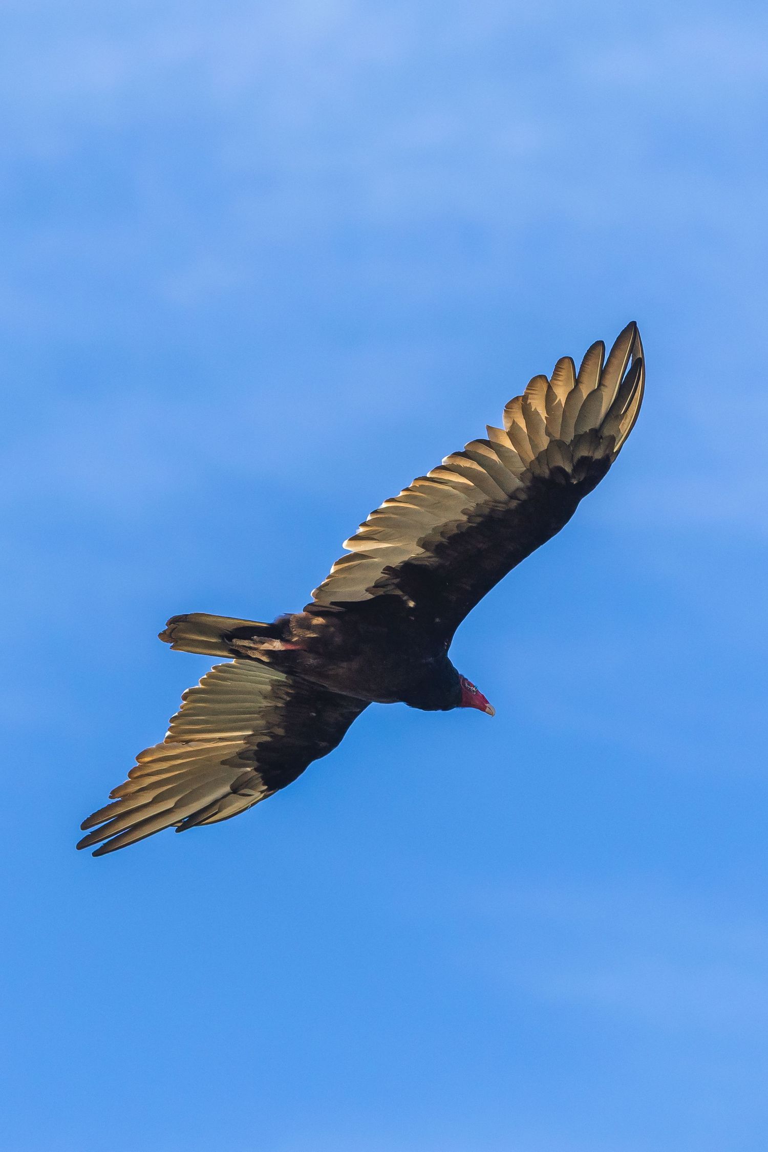 A turkey vulture soars gracefully against a bright blue sky with its wings spread wide.