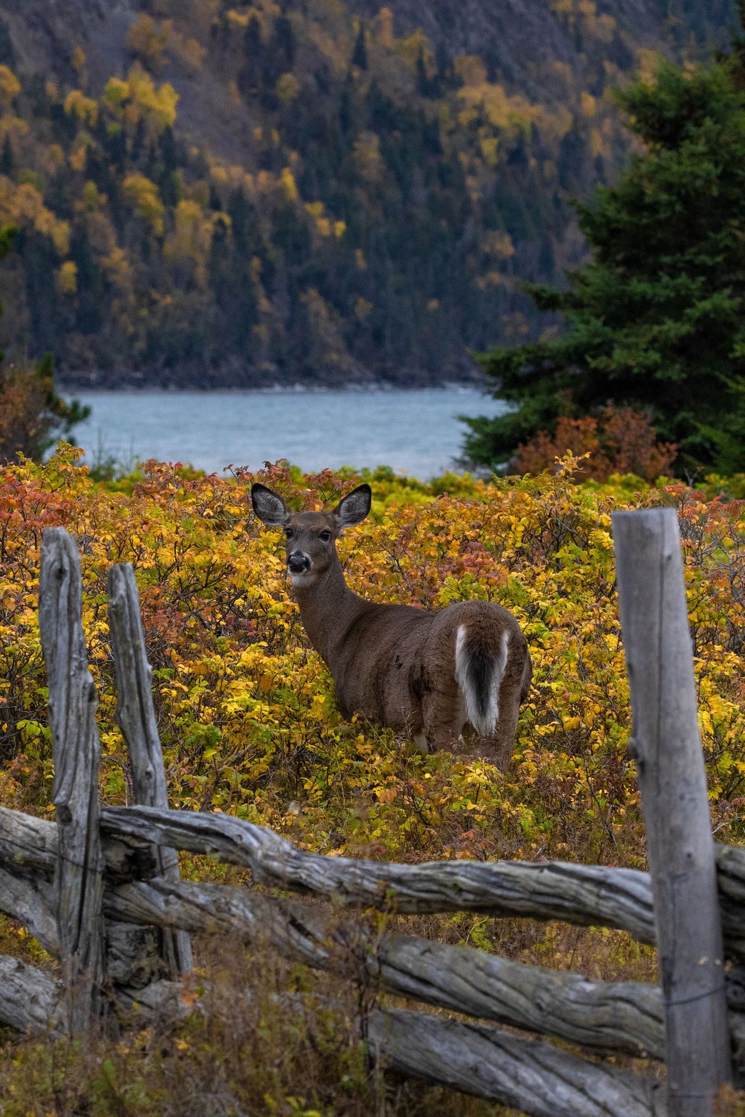 Deer standing near wooden fence with autumn foliage and lake in background.