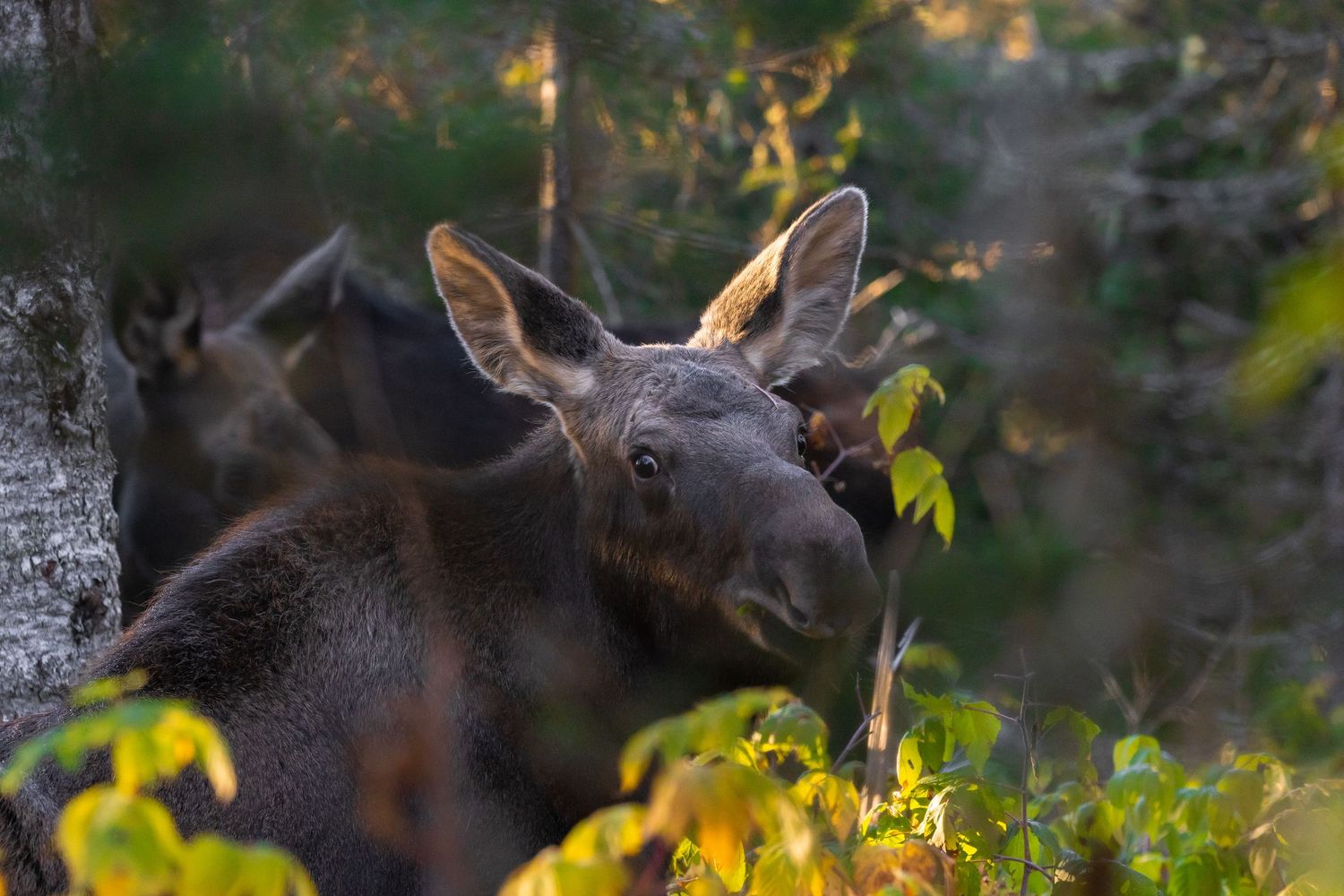 Moose browsing through autumn foliage at golden hour.