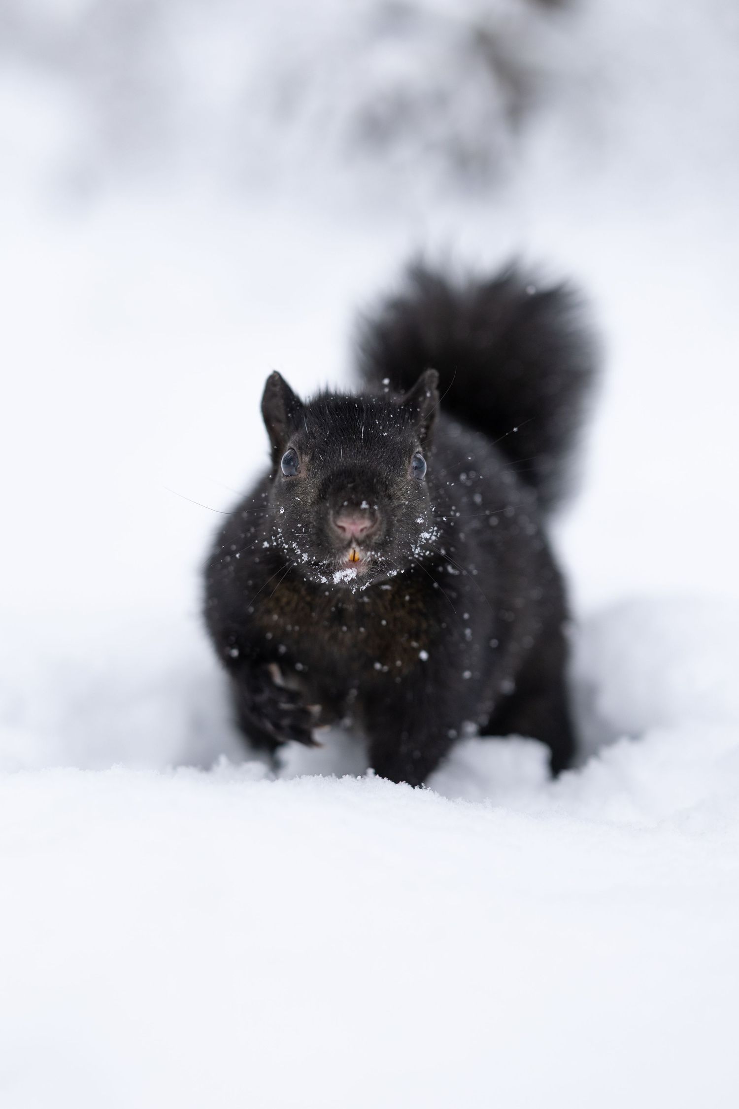 Black squirrel running through fresh white snow with fluffy tail.