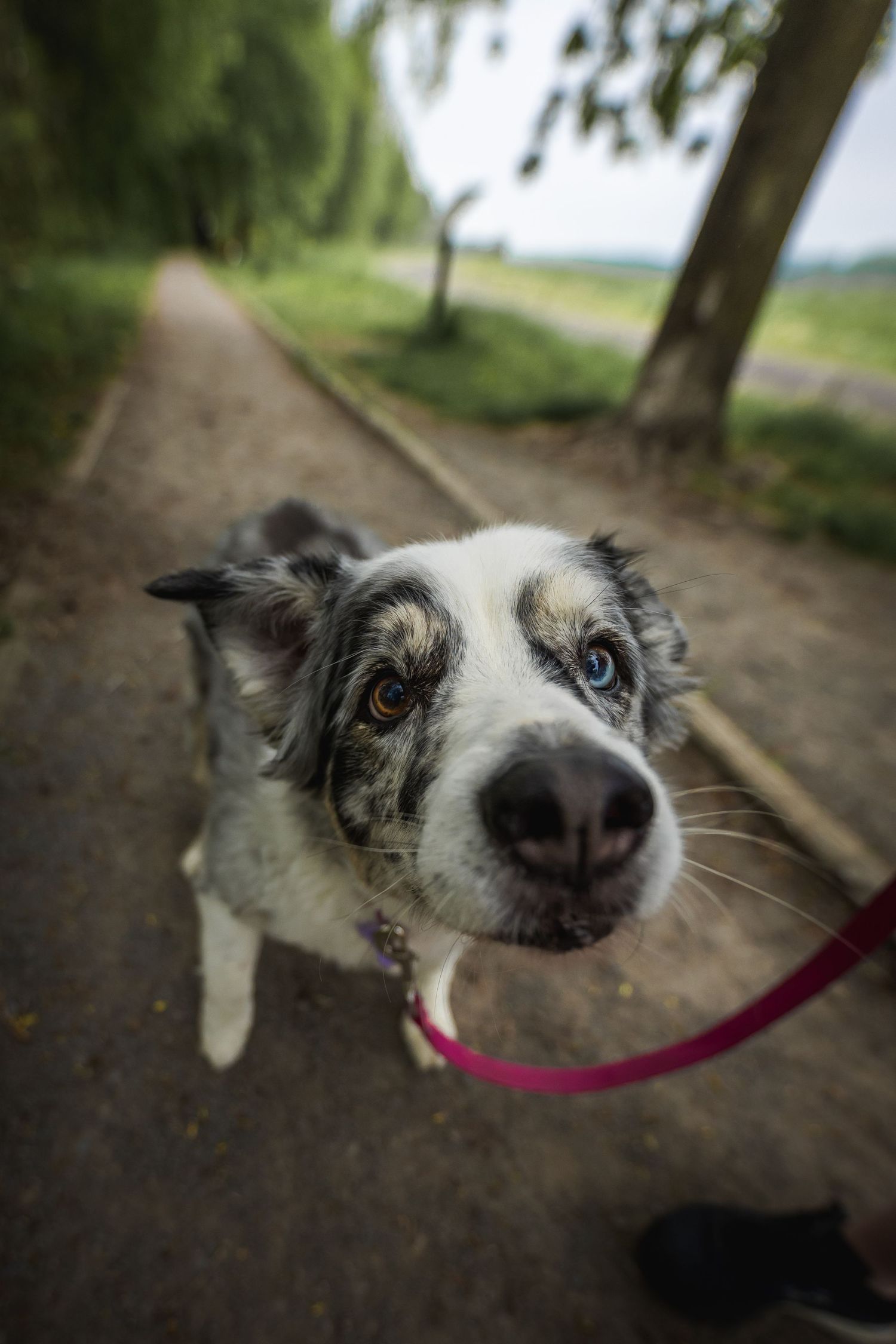 Close-up of an Australian Shepherd with striking blue eyes wearing a pink collar.