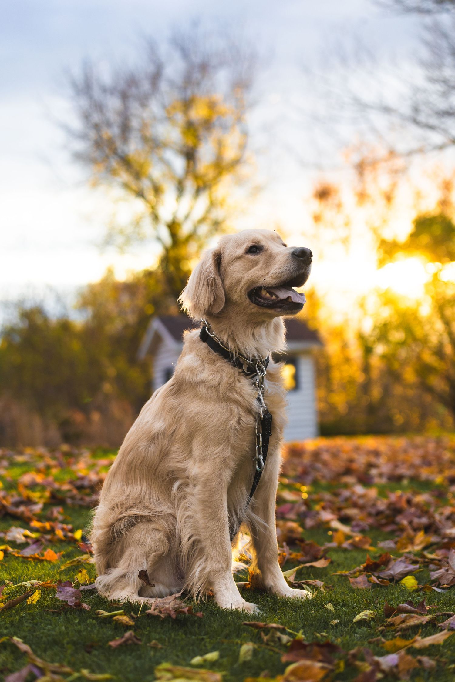 Golden retriever sitting proudly in autumn setting with sunset glow behind.