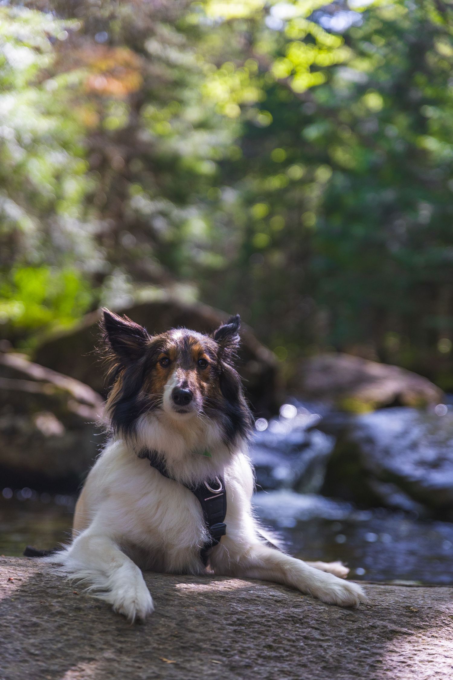 Black and white Border Collie relaxing on rock near flowing stream.