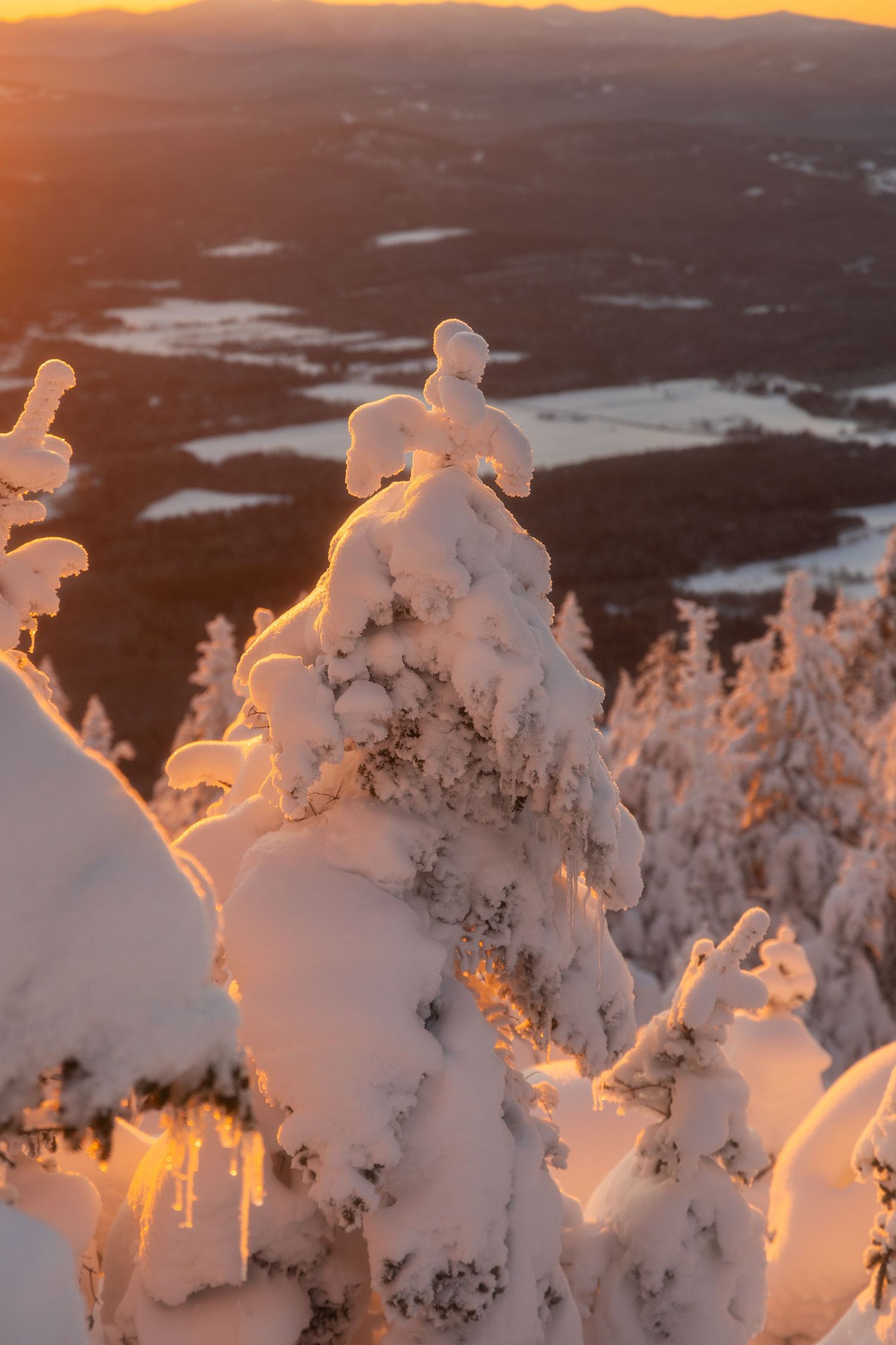 Snow-laden trees glowing orange in the last light of sunset on a mountain peak.