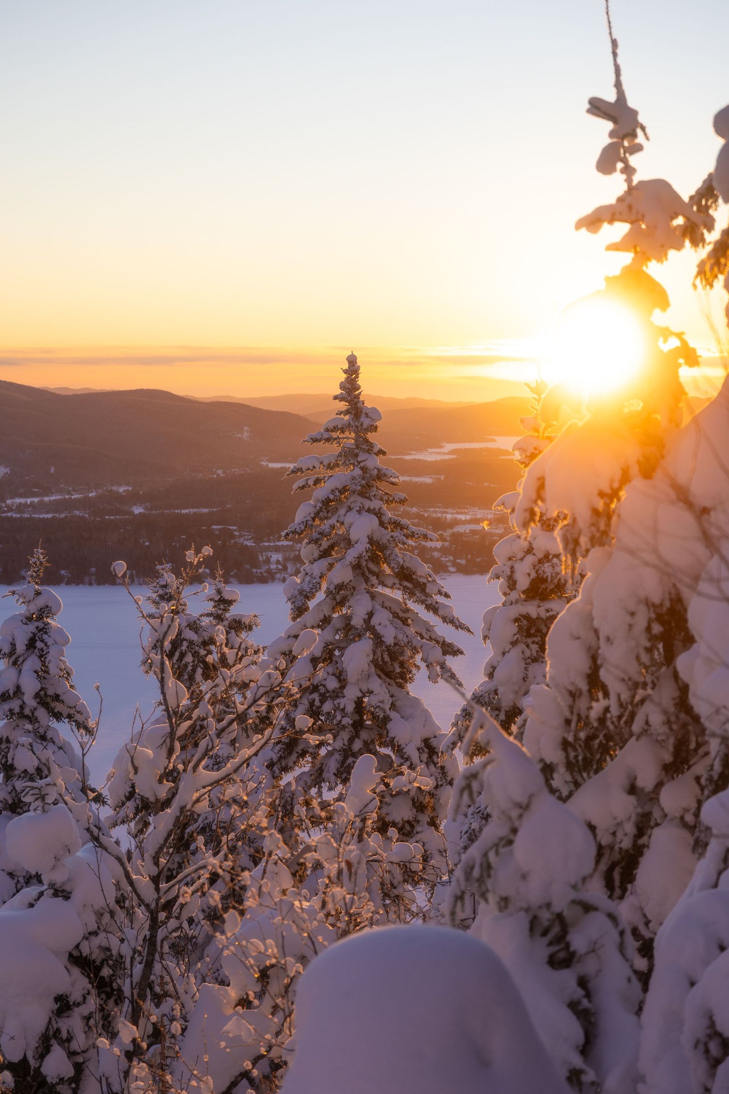 Snow-covered pine trees silhouetted against golden sunset with mountain valley vista.