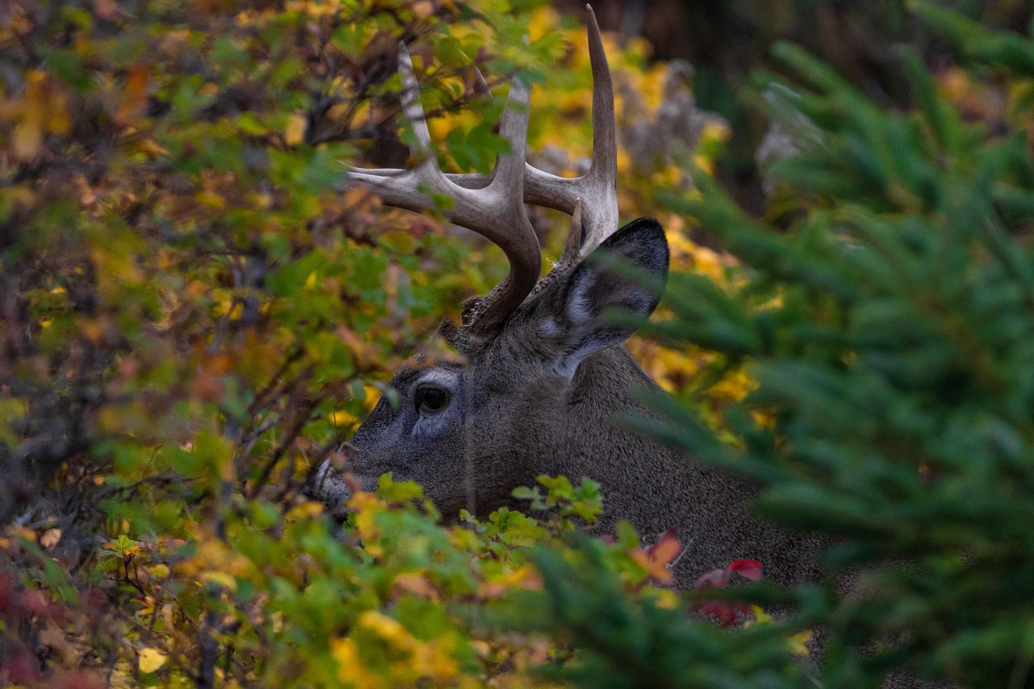 Moose silhouetted against colorful fall foliage in natural habitat.