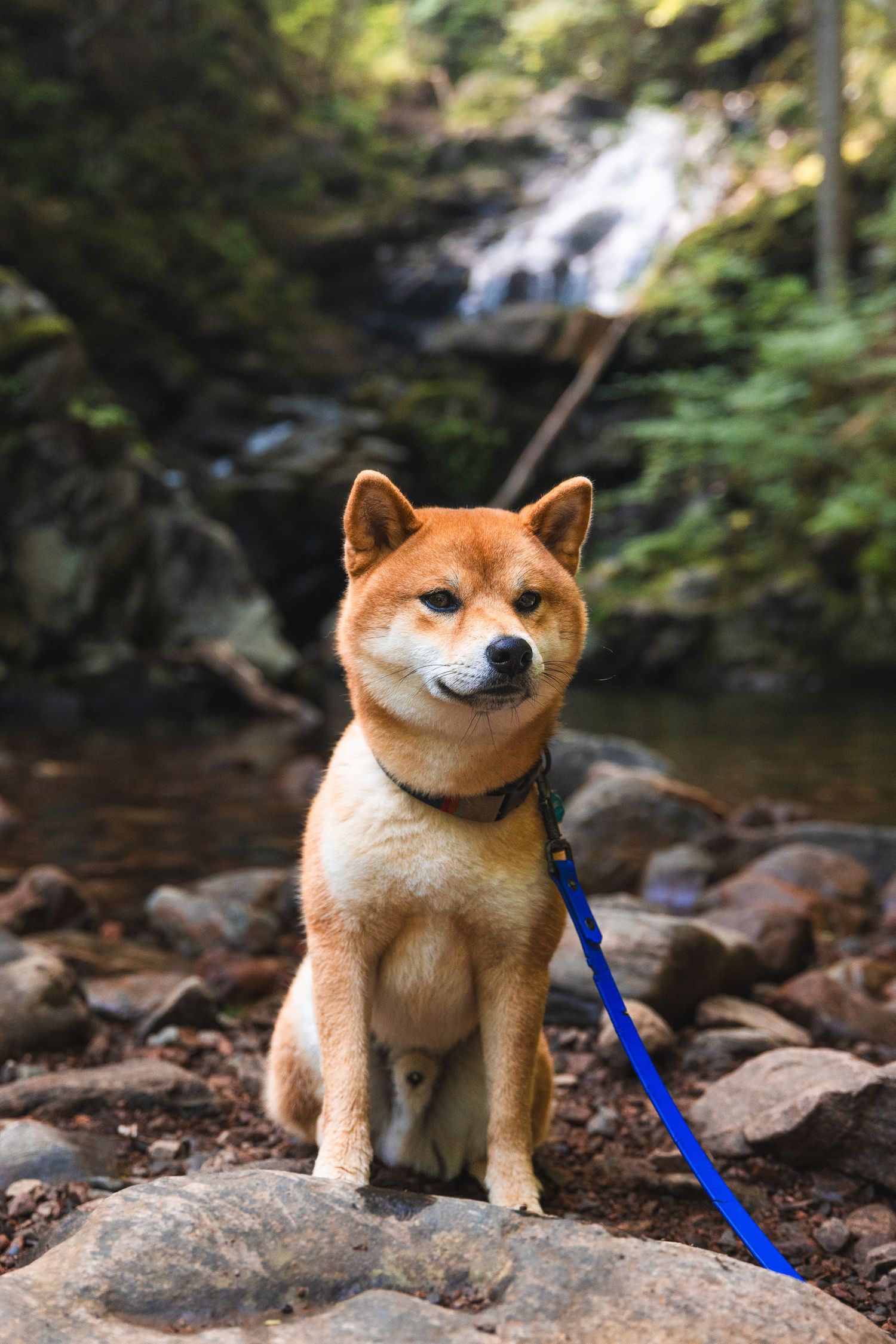 A fluffy Shiba Inu dog on a blue leash sits on rocks near a waterfall surrounded by lush green forest.
