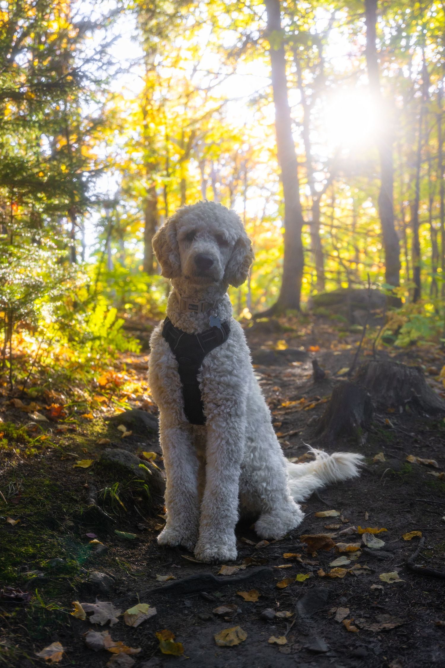A fluffy white poodle wearing a harness sits on a forest trail surrounded by autumn foliage with sunlight filtering through trees.