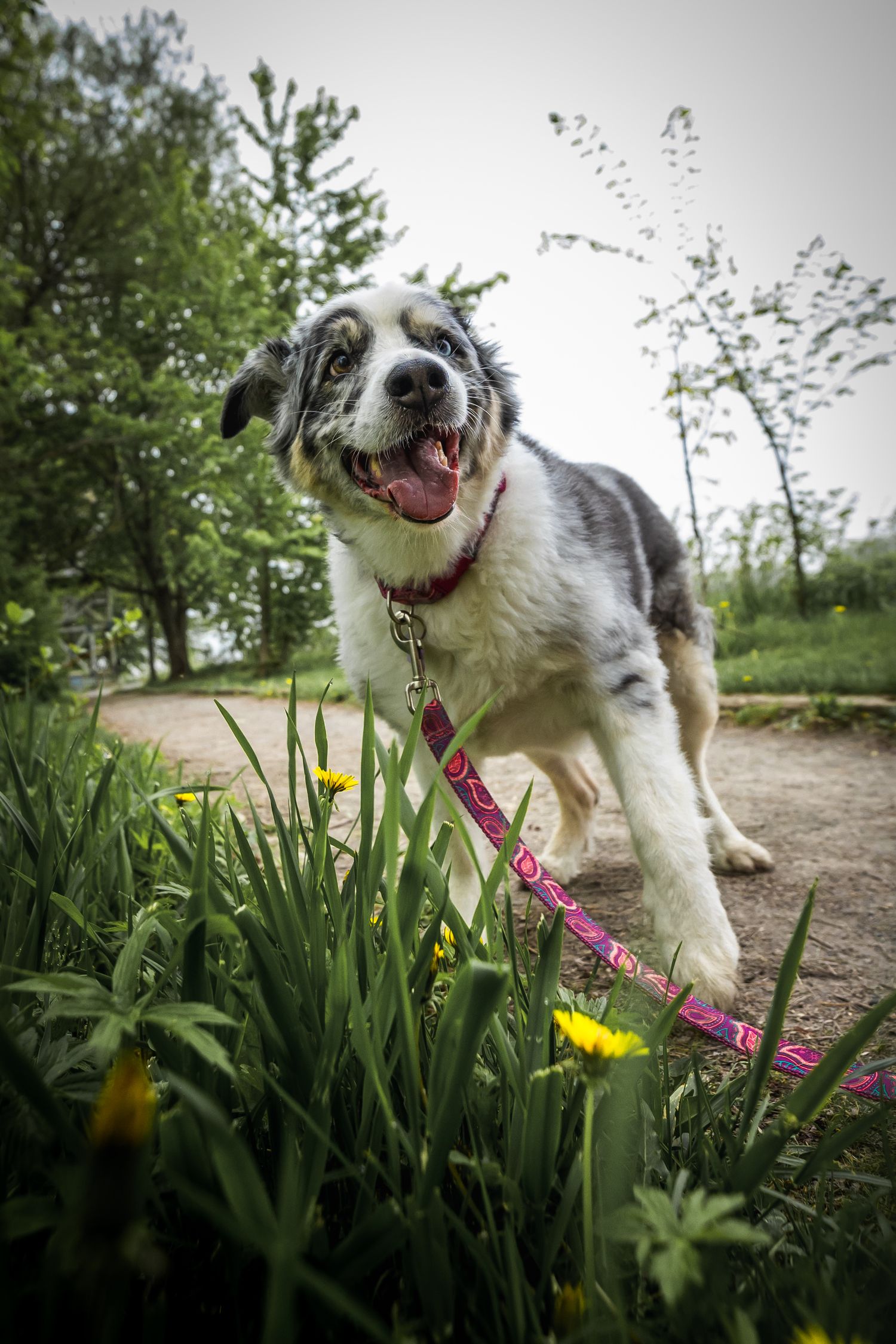 Happy border collie mix playing among daffodils and grass on a spring day with a pink leash.